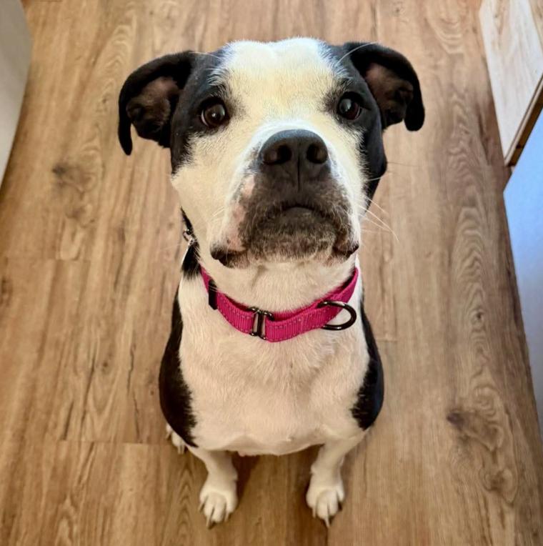 Sequoia, Adoptable, Young Female Boxer & Pit Bull Terrier.