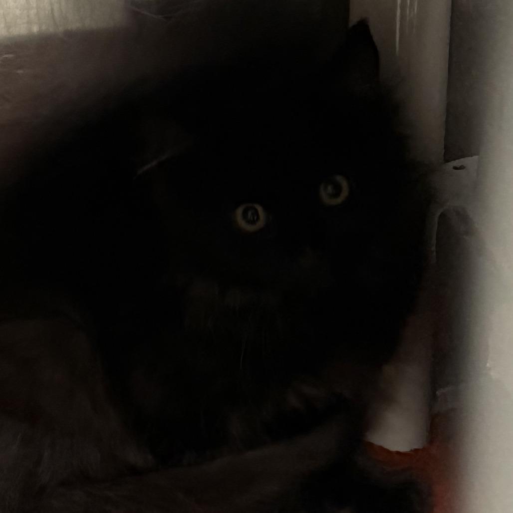 Omura, Adoptable, Kitten Male Domestic Long Hair.
