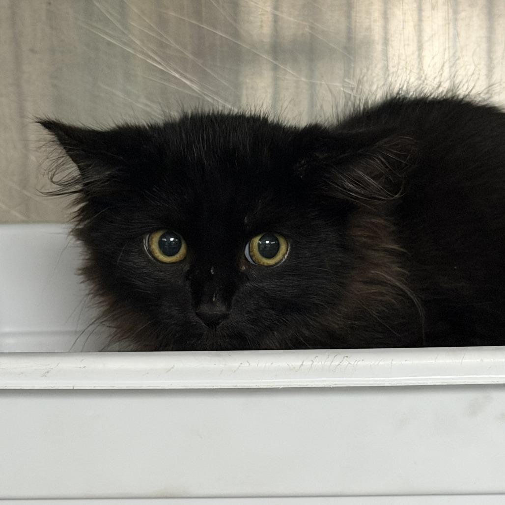 Omura, a Adoptable Domestic Long Hair in Marion, VA image 2/2