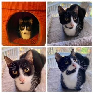 JASMINE, Adoptable, Young Female Domestic Short Hair.