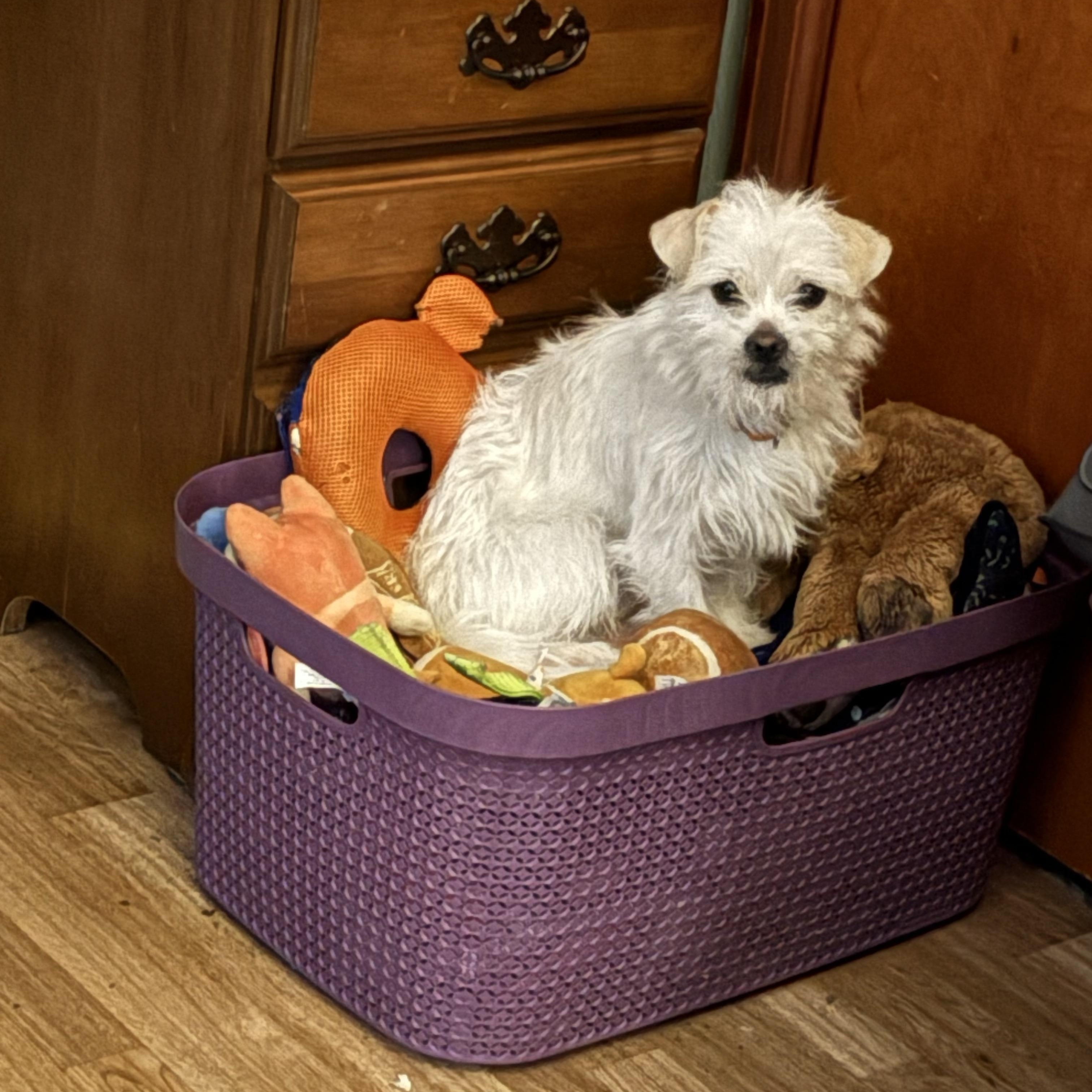 Scrappy-Darby, an adopted mixed breed in Wauseon, OH image 2/3