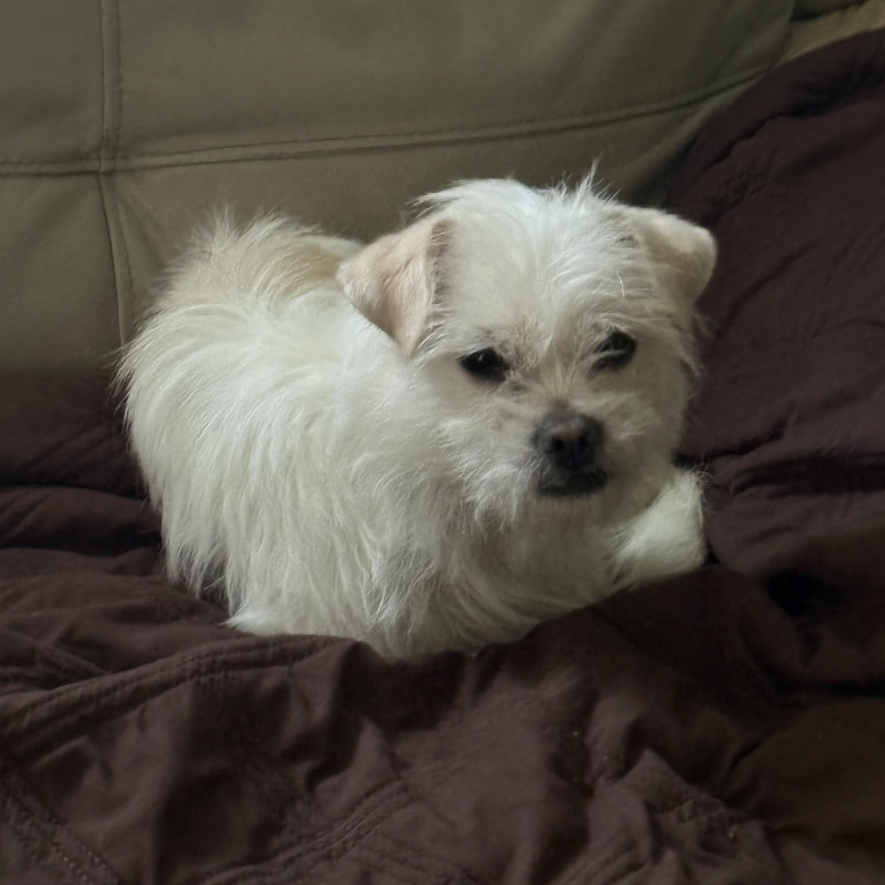 Scrappy-Darby, an adopted mixed breed in Wauseon, OH image 3/3
