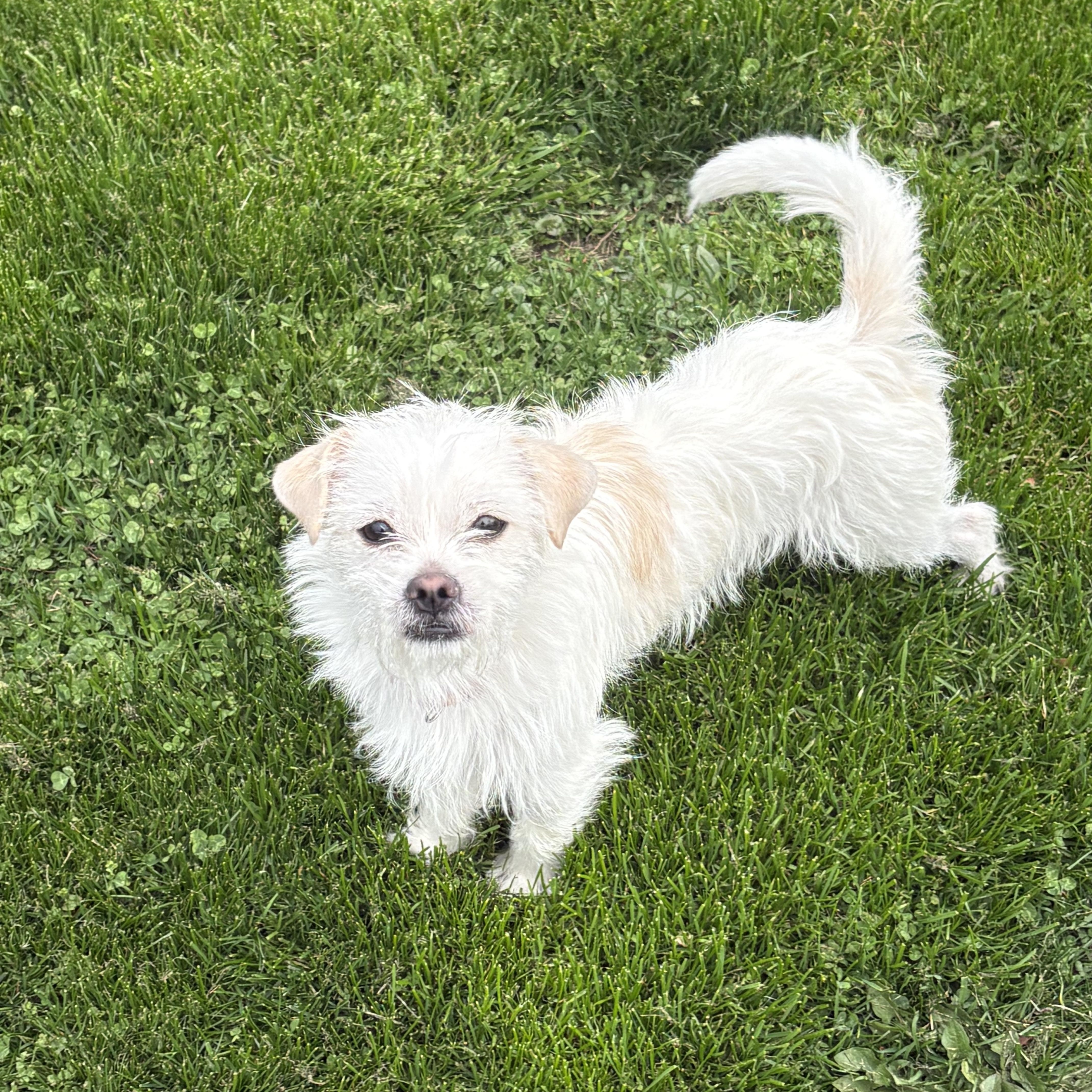Scrappy-Darby, adopted, Young Male Shih Tzu & Terrier.