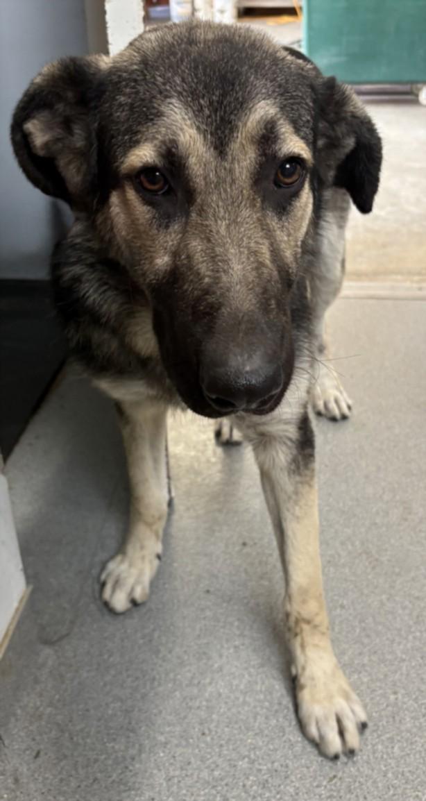 A212254, Adoptable, Young Male German Shepherd Dog & Mixed Breed.