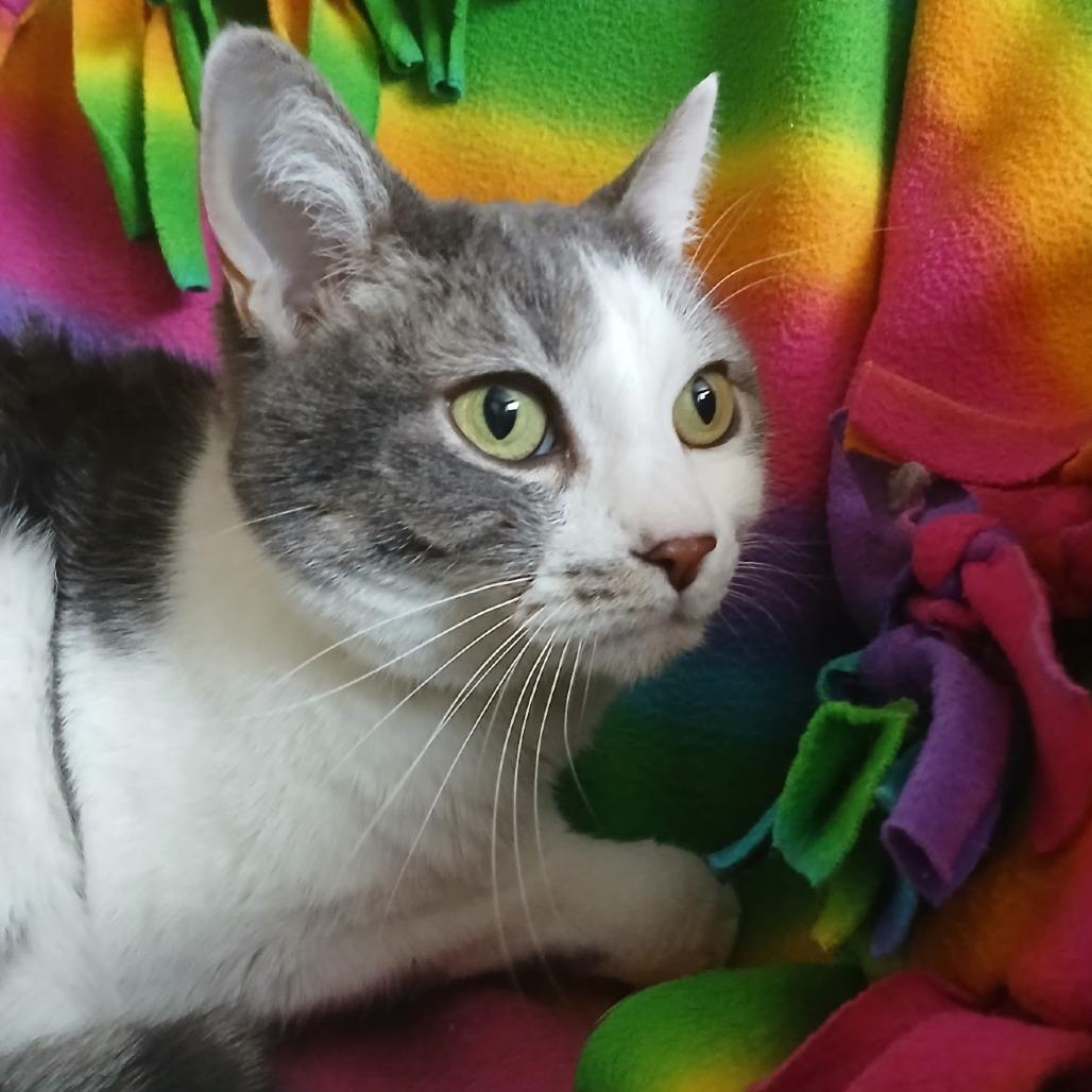 Enlarge Lil Miss, a Adoptable Domestic Short Hair in Tempe, AZ image 1/4