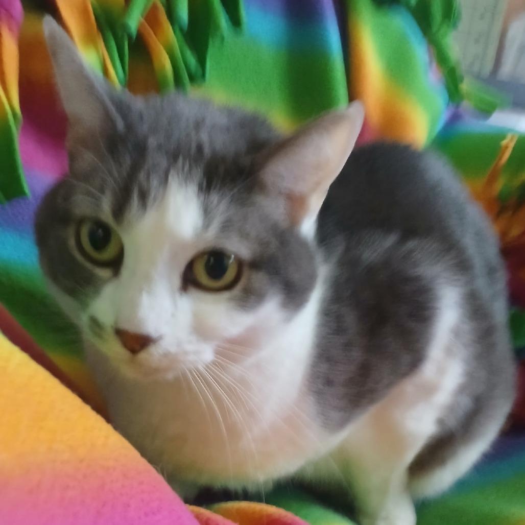 Enlarge Lil Miss, a Adoptable Domestic Short Hair in Tempe, AZ image 2/4