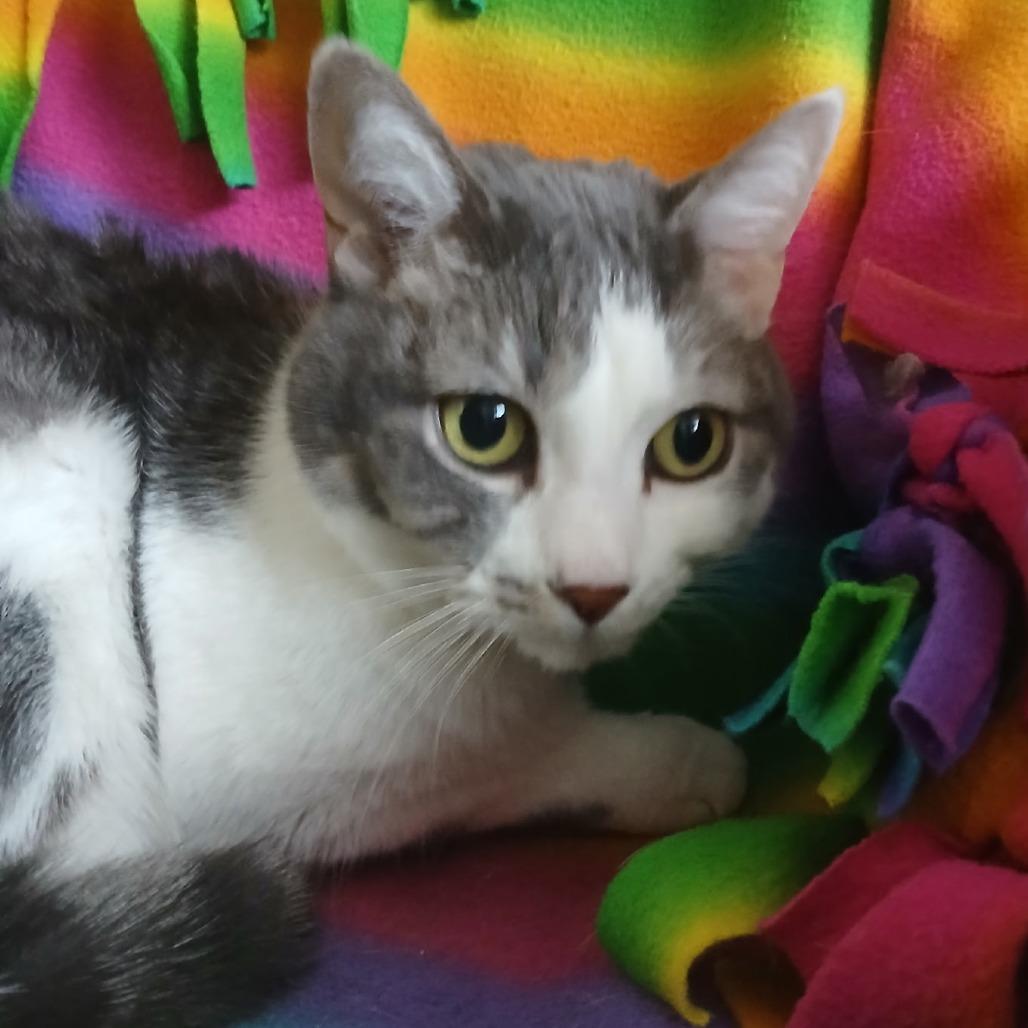 Enlarge Lil Miss, a Adoptable Domestic Short Hair in Tempe, AZ image 3/4