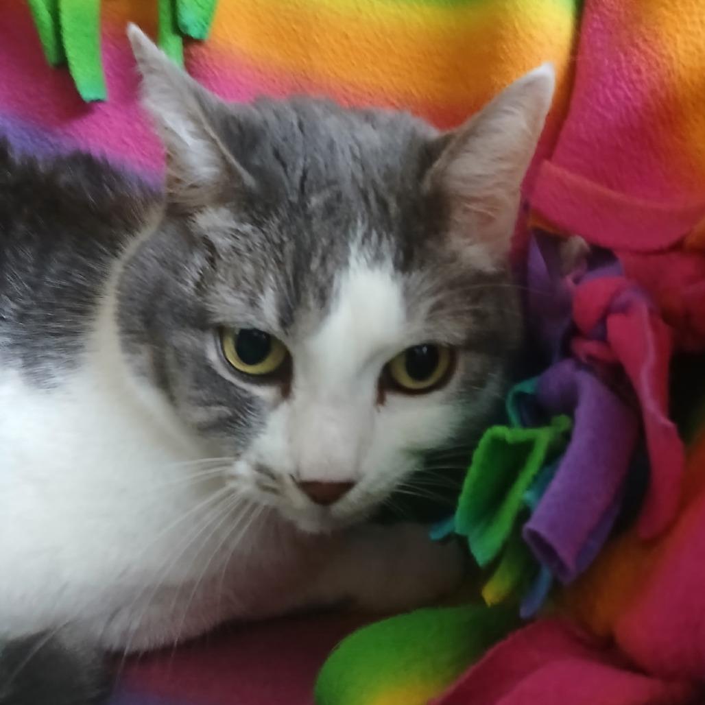 Enlarge Lil Miss, a Adoptable Domestic Short Hair in Tempe, AZ image 4/4