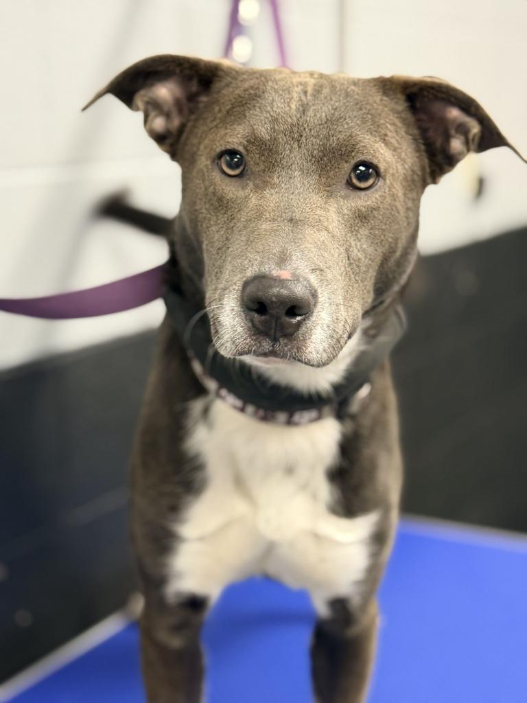 ANGEL, Adoptable, Young Female Pit Bull Terrier & Mixed Breed.
