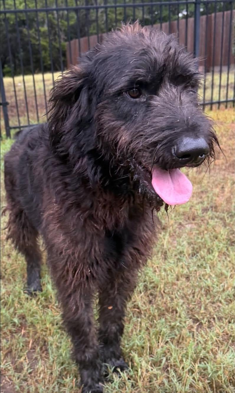 Enlarge Finnegan, a Adoptable mixed breed in Greenwood, DE image 4/5
