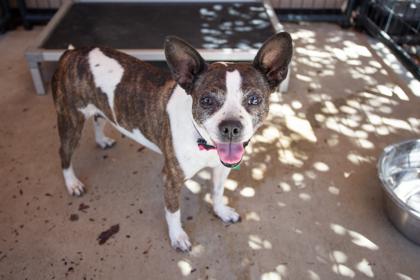 Ellie, Adoptable, Adult Female Boston Terrier & Mixed Breed.