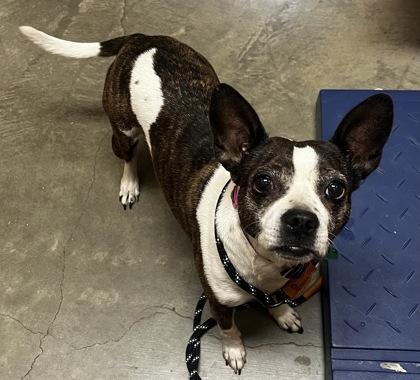 Ellie, a Adoptable mixed breed in Lebec, CA image 2/3