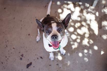 Ellie, a Adoptable mixed breed in Lebec, CA image 3/3