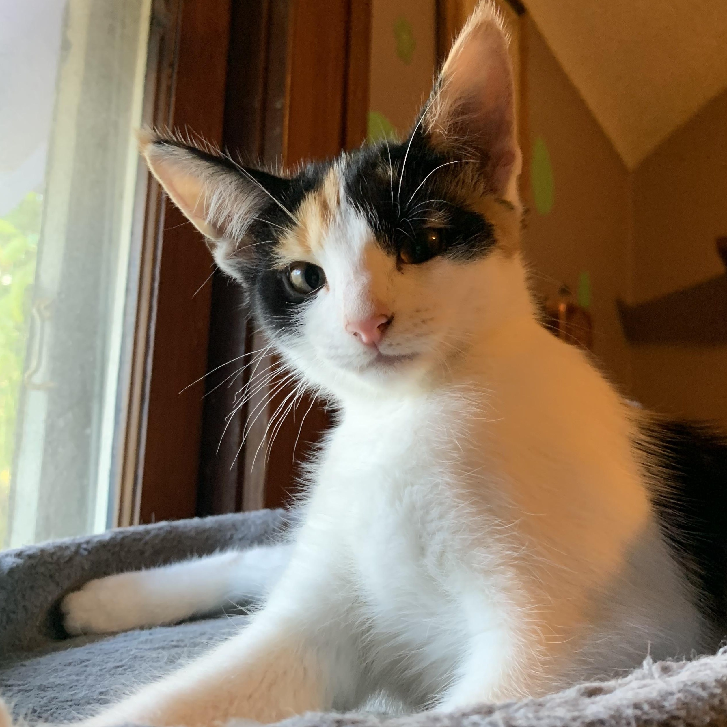 Pearladoone thumbnail 2