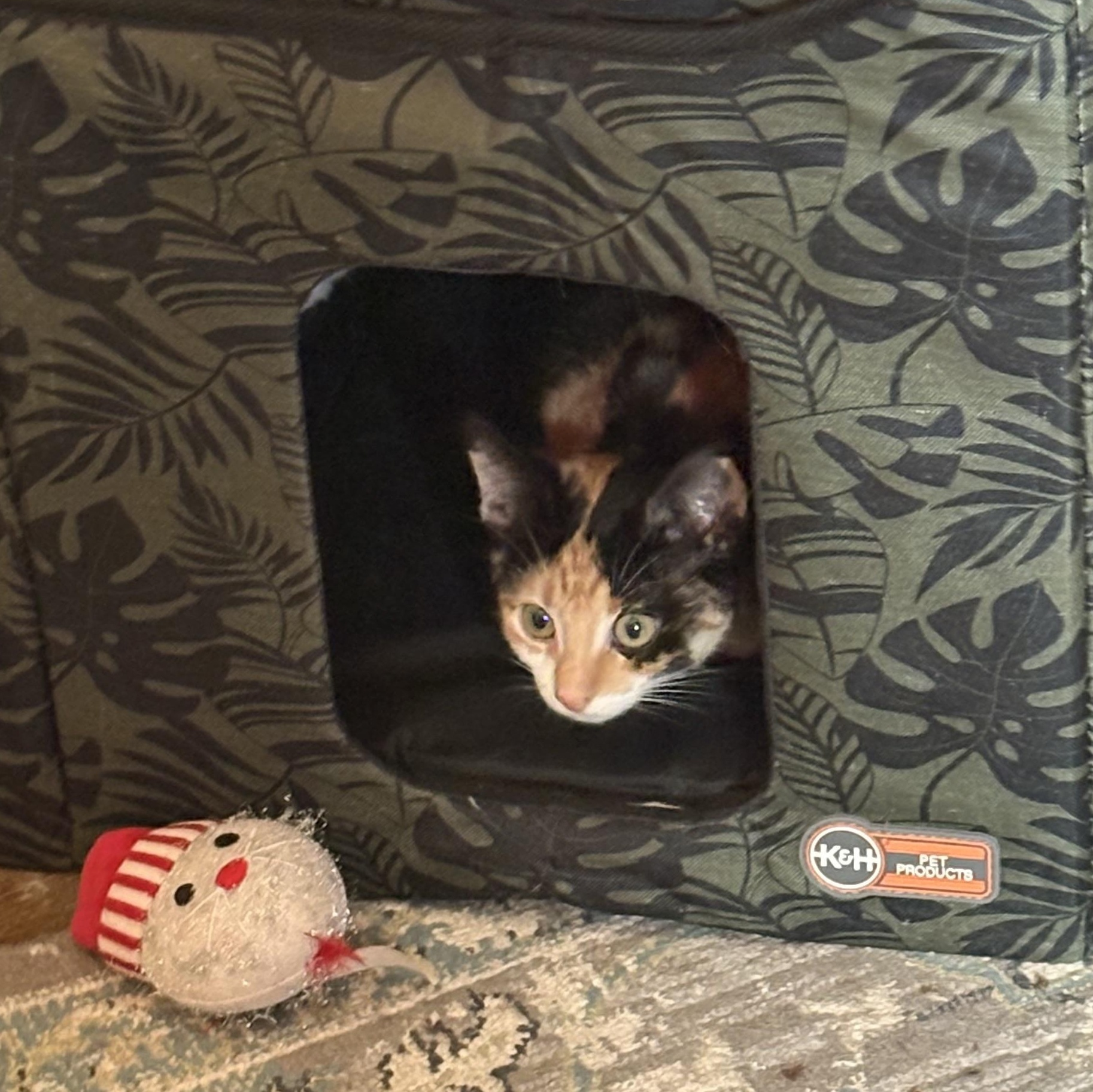 Enlarge Pearladoone, a Adoptable Calico in Cleveland, OH image 2/5
