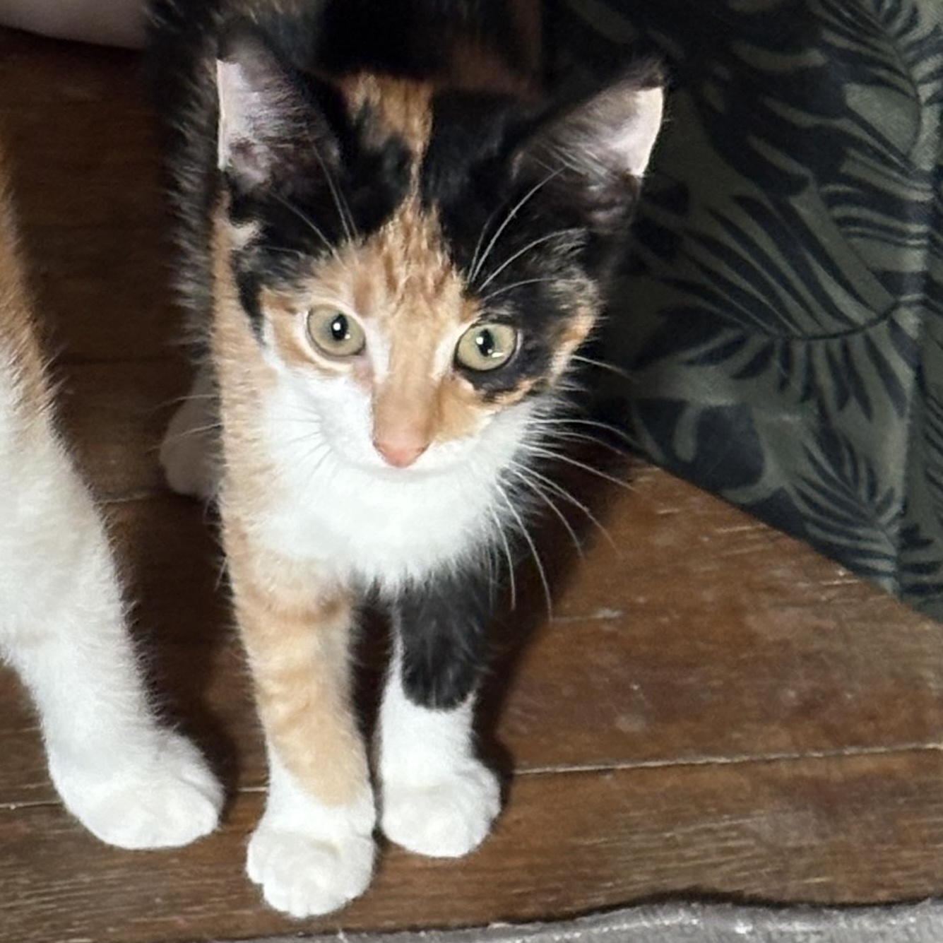 Enlarge Pearladoone, a Adoptable Calico in Cleveland, OH image 4/5