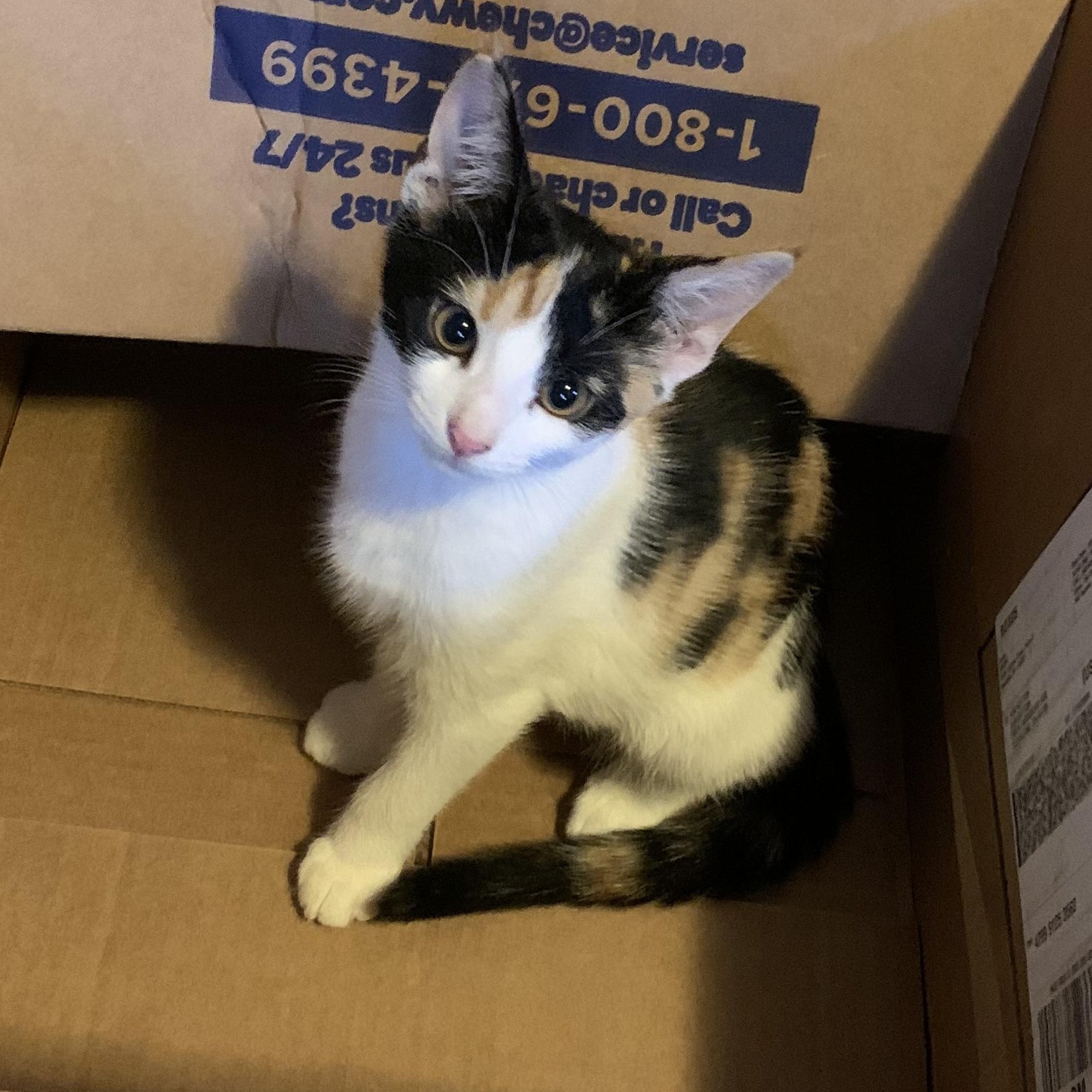 Pearladoone thumbnail 5