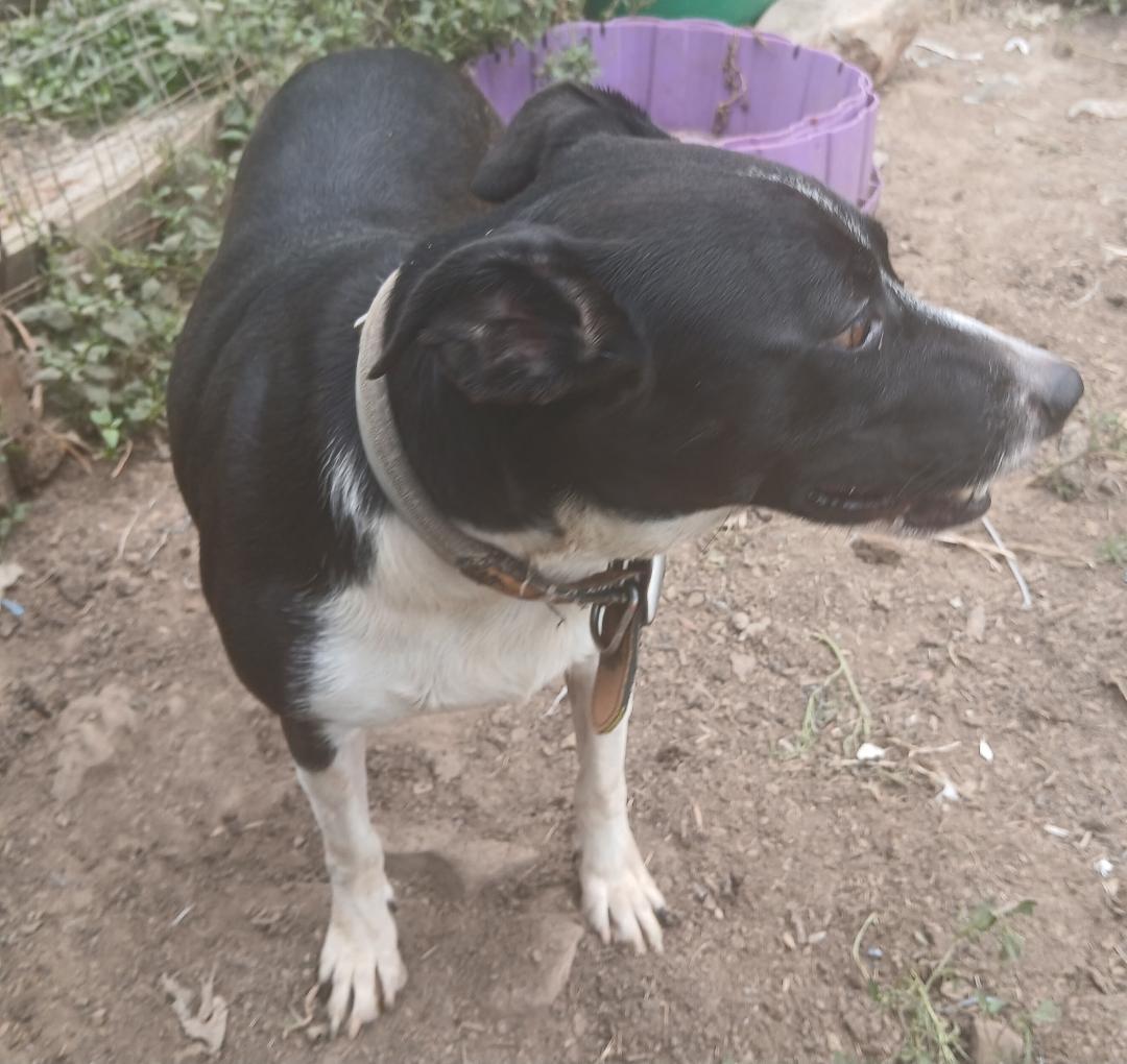 Enlarge Beamer, a Adoptable mixed breed in Mena, AR image 1/3