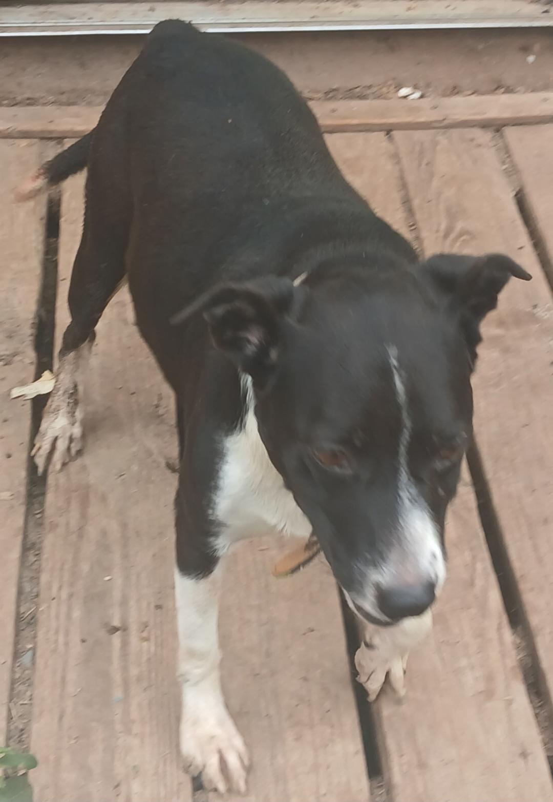 Enlarge Beamer, a Adoptable mixed breed in Mena, AR image 2/3