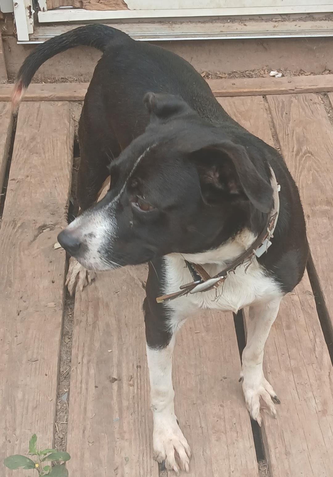 Enlarge Beamer, a Adoptable mixed breed in Mena, AR image 3/3