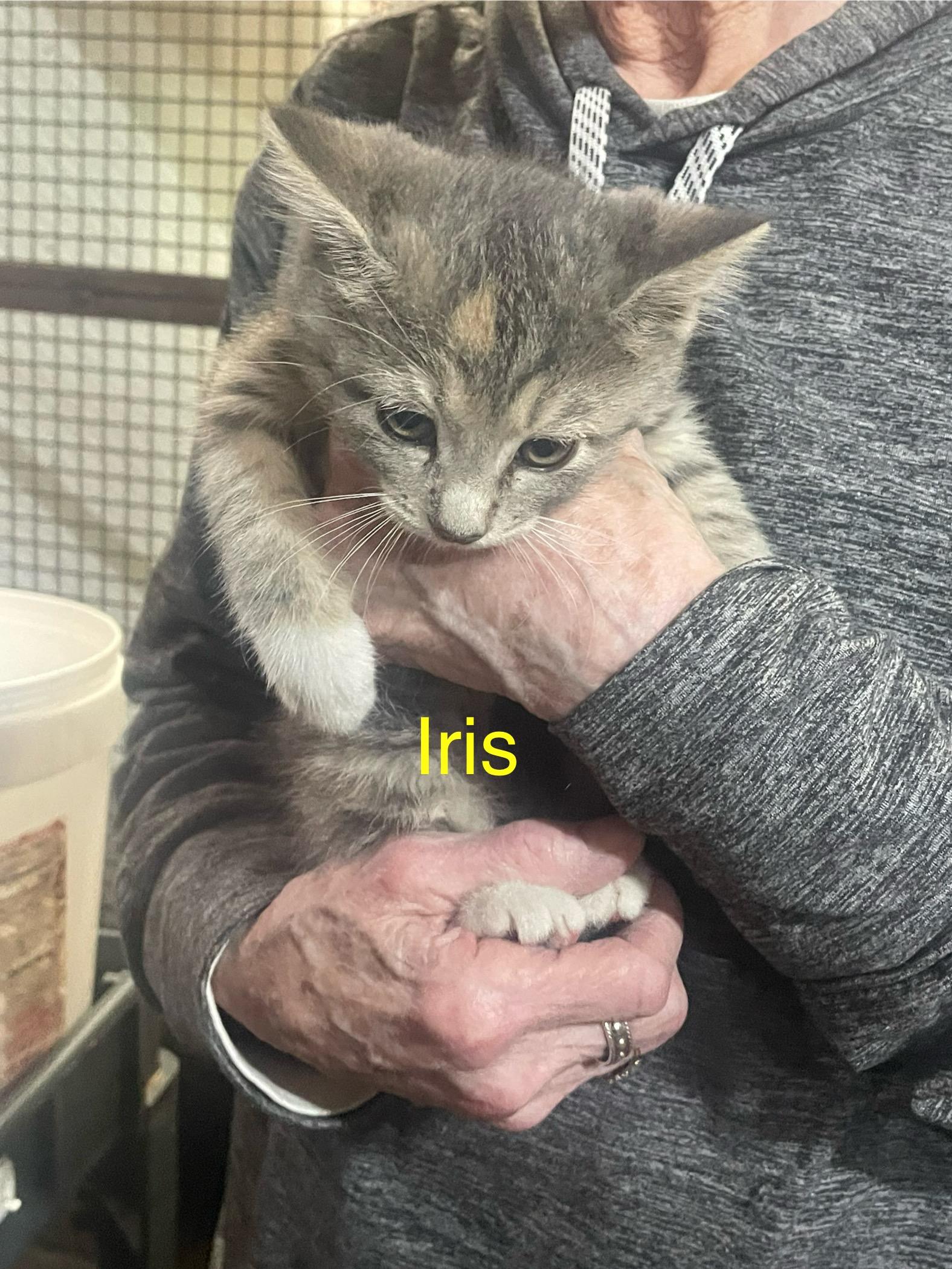 K-10 Iris, Baby Female Domestic Short Hair
