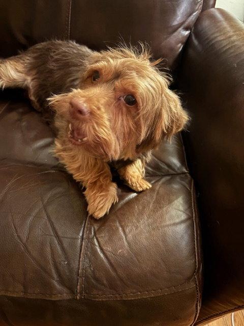 Enlarge Aria, a Adoptable mixed breed in Etobicoke, ON image 1/3