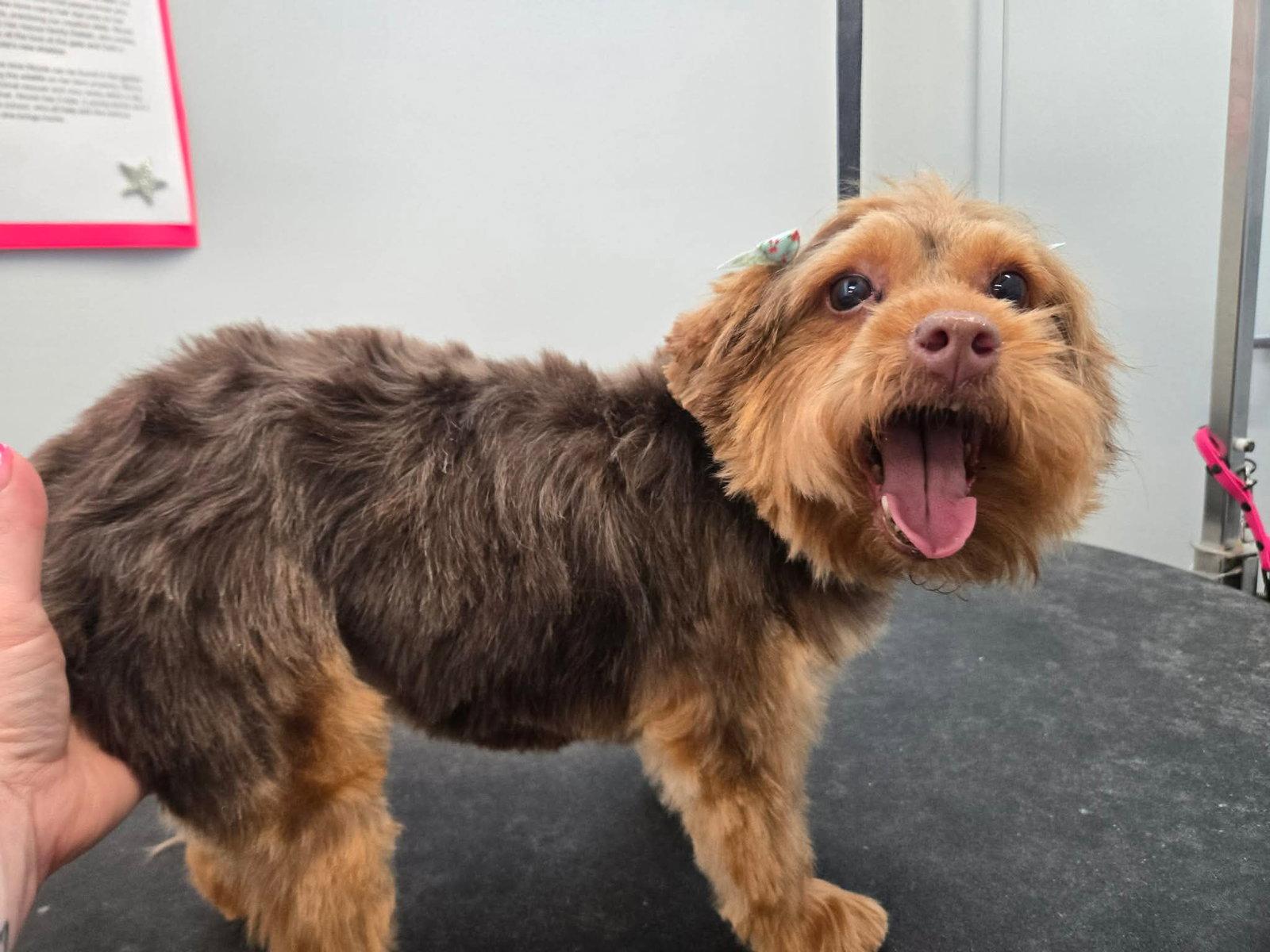Enlarge Aria, a Adoptable mixed breed in Etobicoke, ON image 3/3