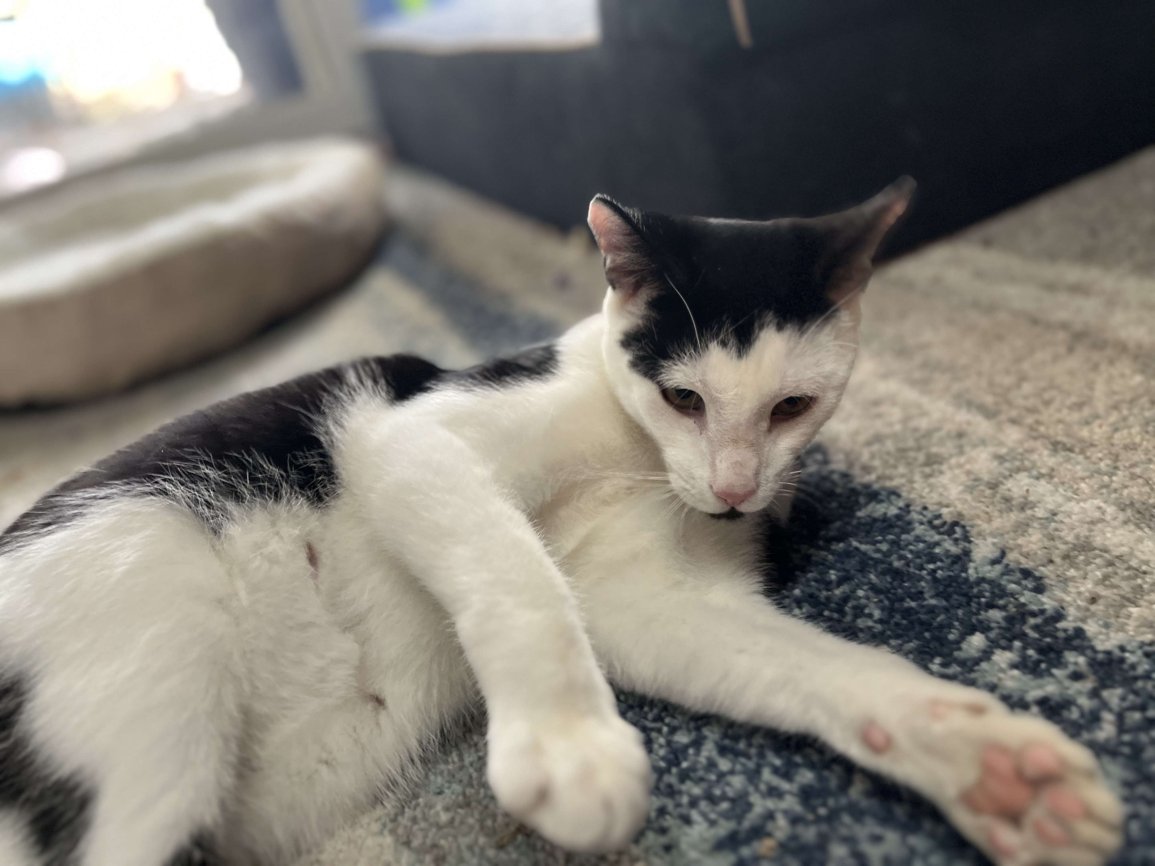 Benny, a Adoptable Domestic Short Hair in Avondale, PA image 1/2