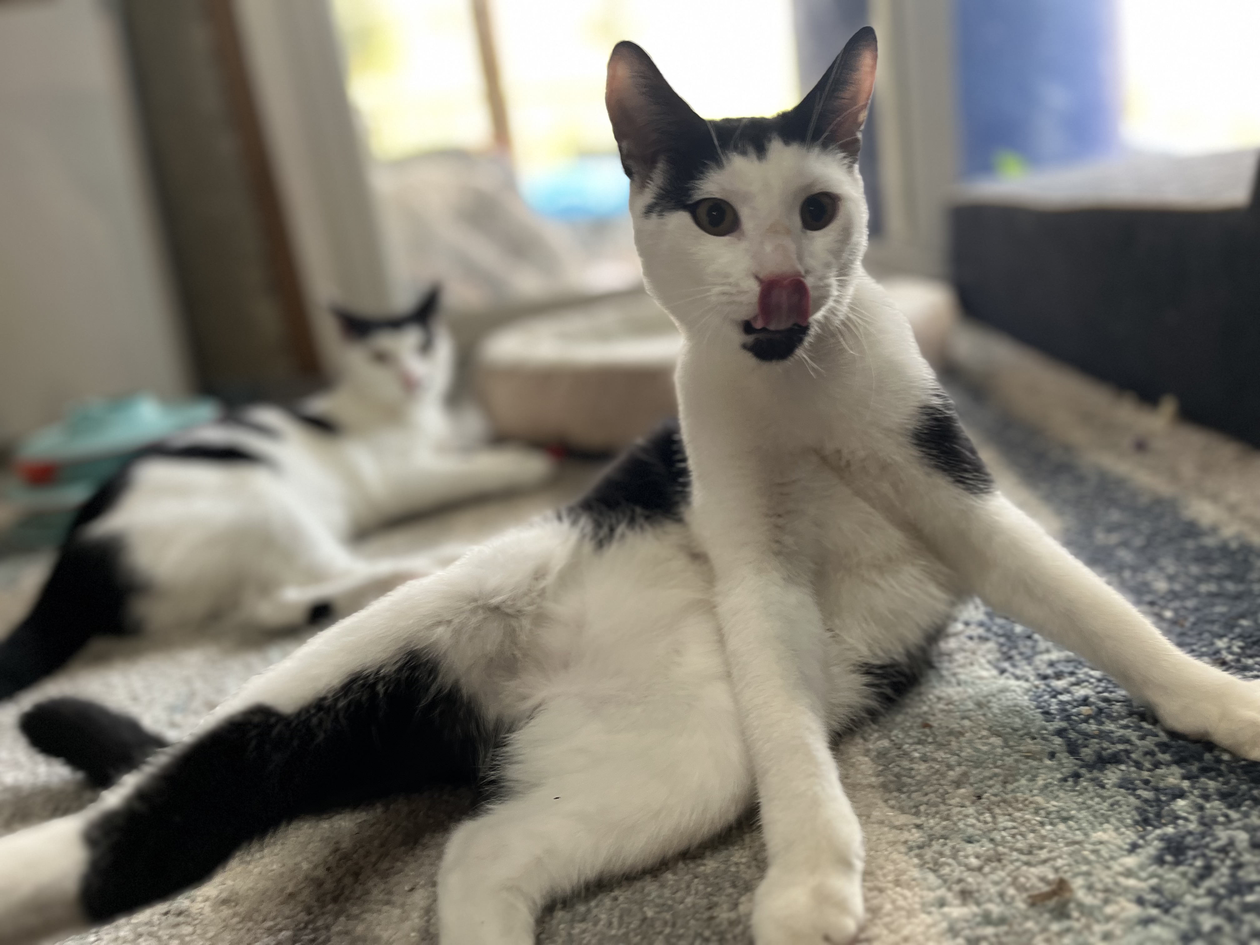 Benny, a Adoptable Domestic Short Hair in Avondale, PA image 2/2