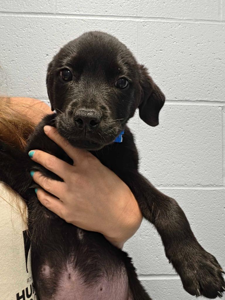 Enlarge Elephant Ear, a Adoptable mixed breed in Chillicothe, OH image 1/1