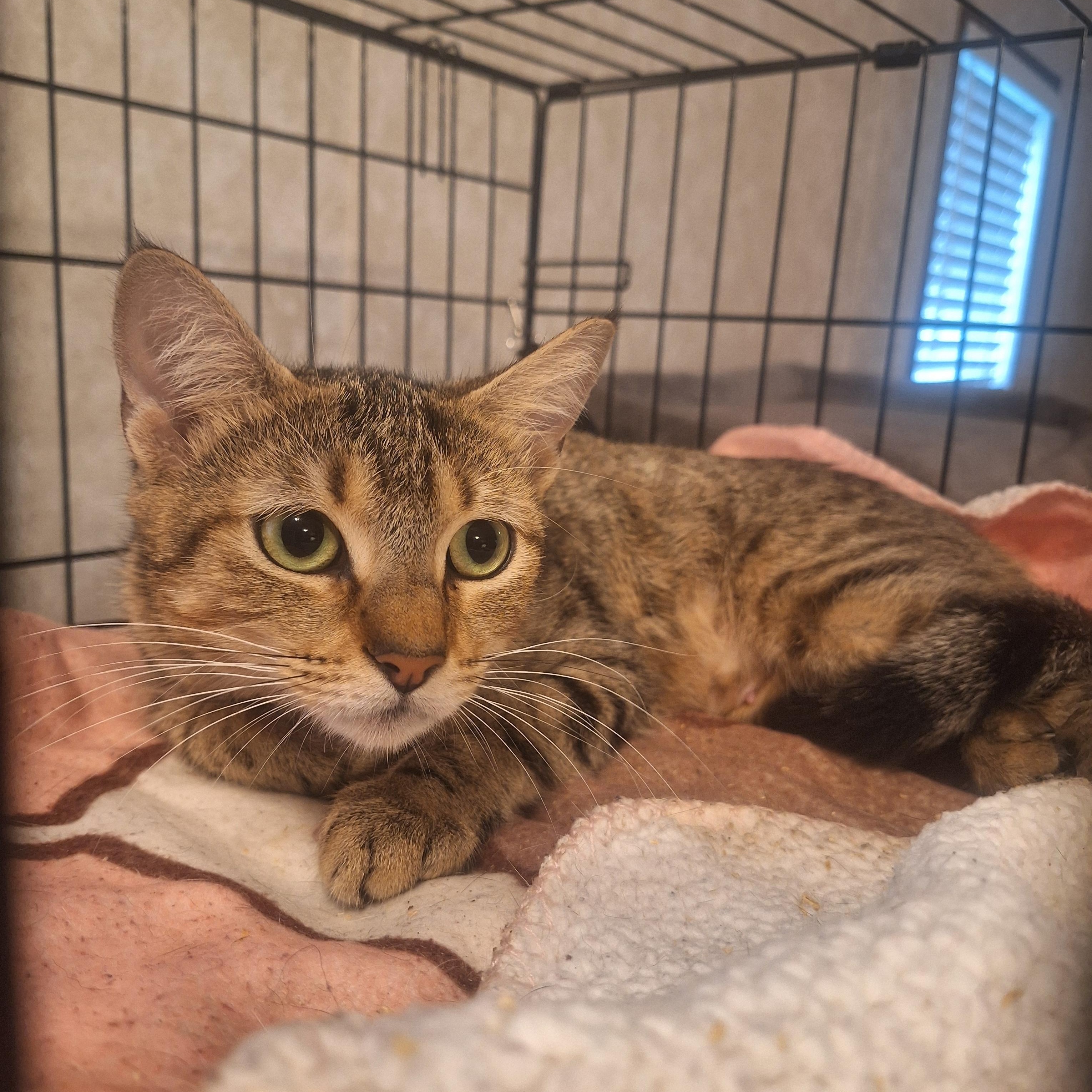 Nala, ADOPTABLE, Young Female Bengal & American Shorthair.