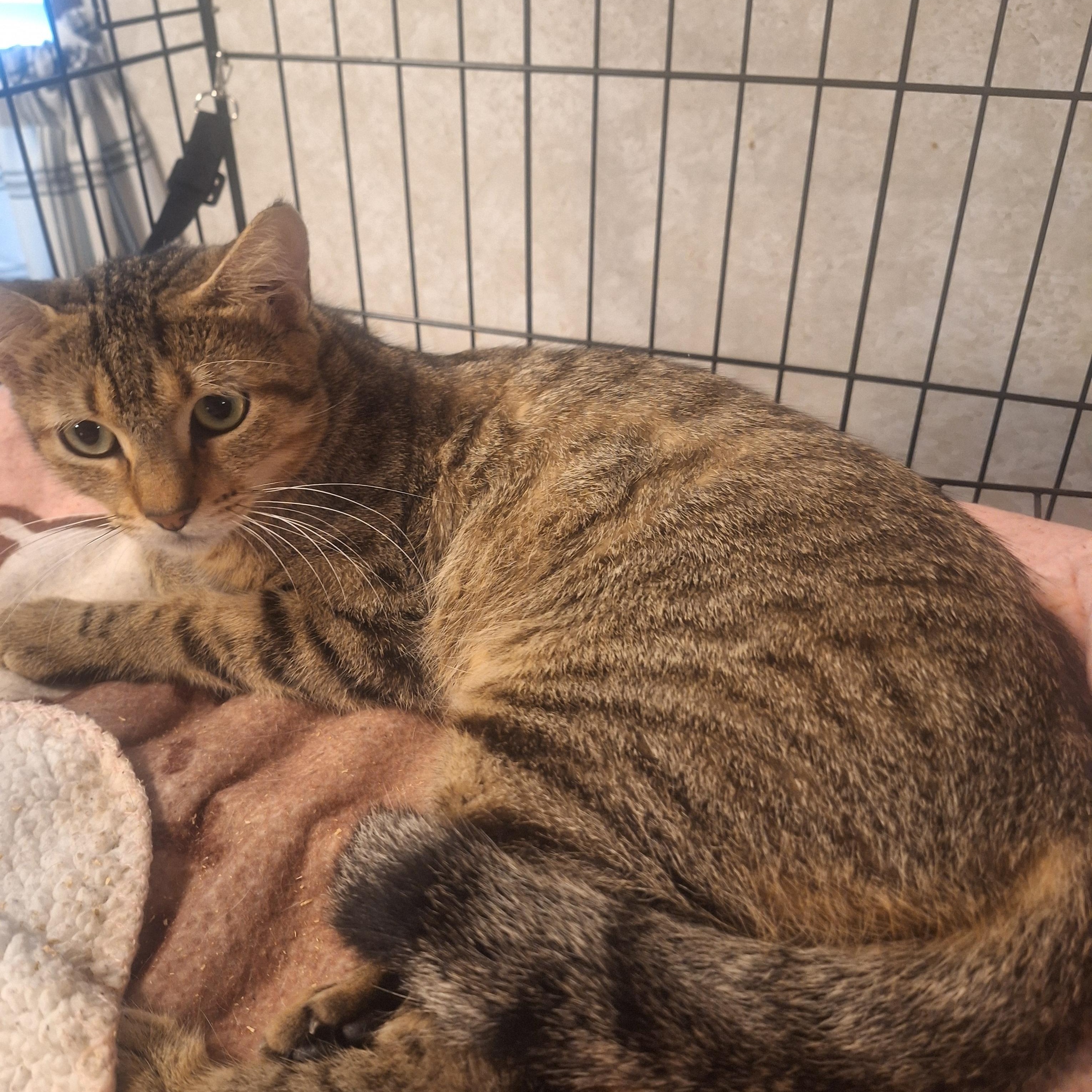 Enlarge Nala, a ADOPTABLE mixed breed in Polk city, FL image 2/3