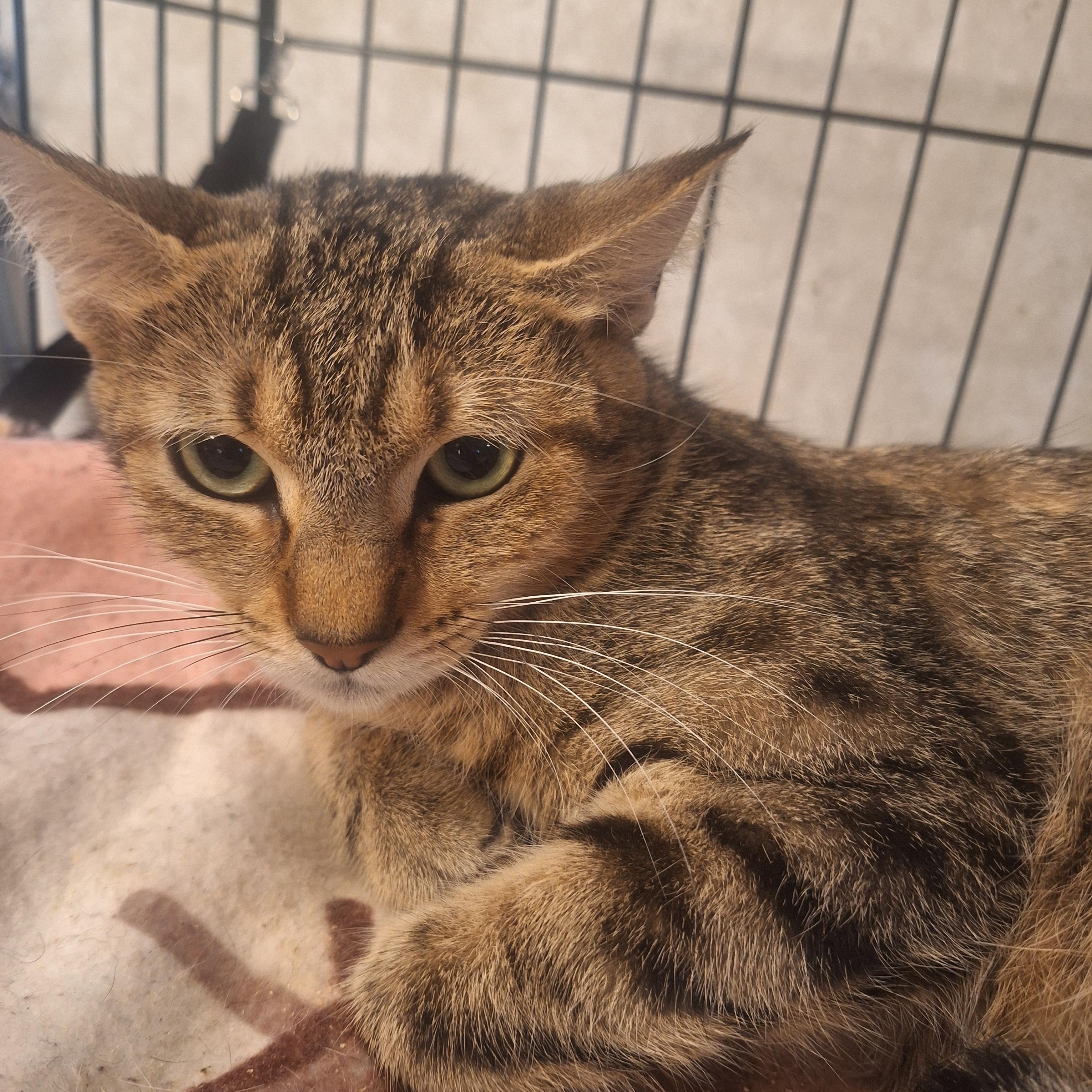 Enlarge Nala, a ADOPTABLE mixed breed in Polk city, FL image 3/3