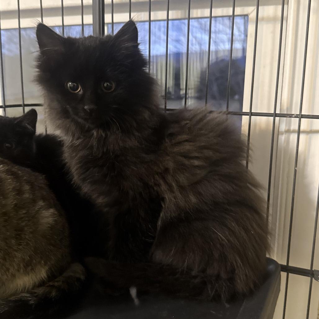 Crow Bowers, Adoptable, Kitten Male Domestic Short Hair.