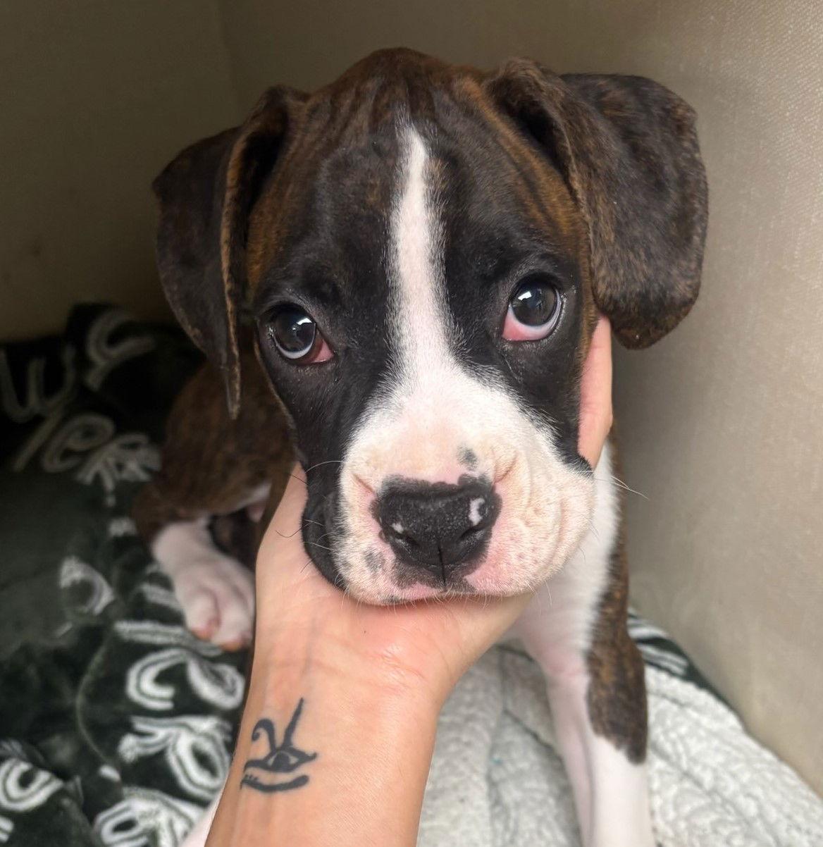 Enlarge Evander F25-020, a Adopted Boxer in Crestview, FL image 1/3