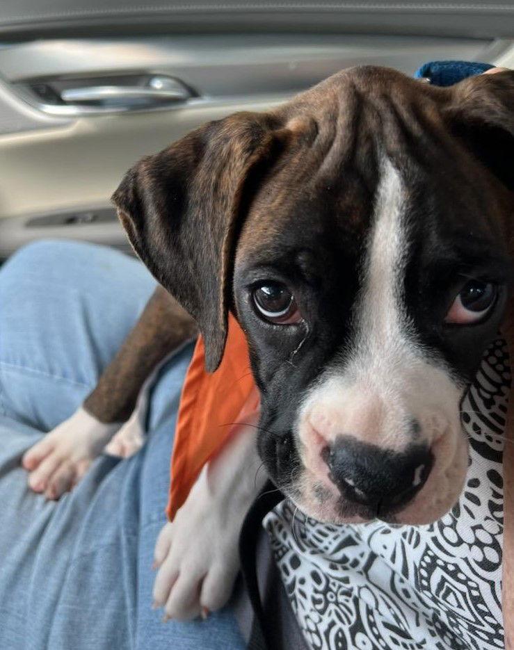 Enlarge Evander F25-020, a Adopted Boxer in Crestview, FL image 2/3