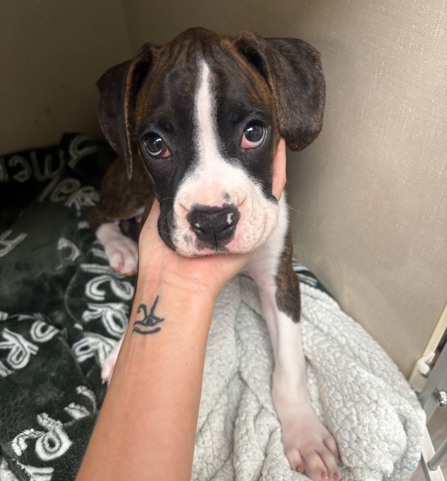 Enlarge Evander F25-020, a Adopted Boxer in Crestview, FL image 3/3