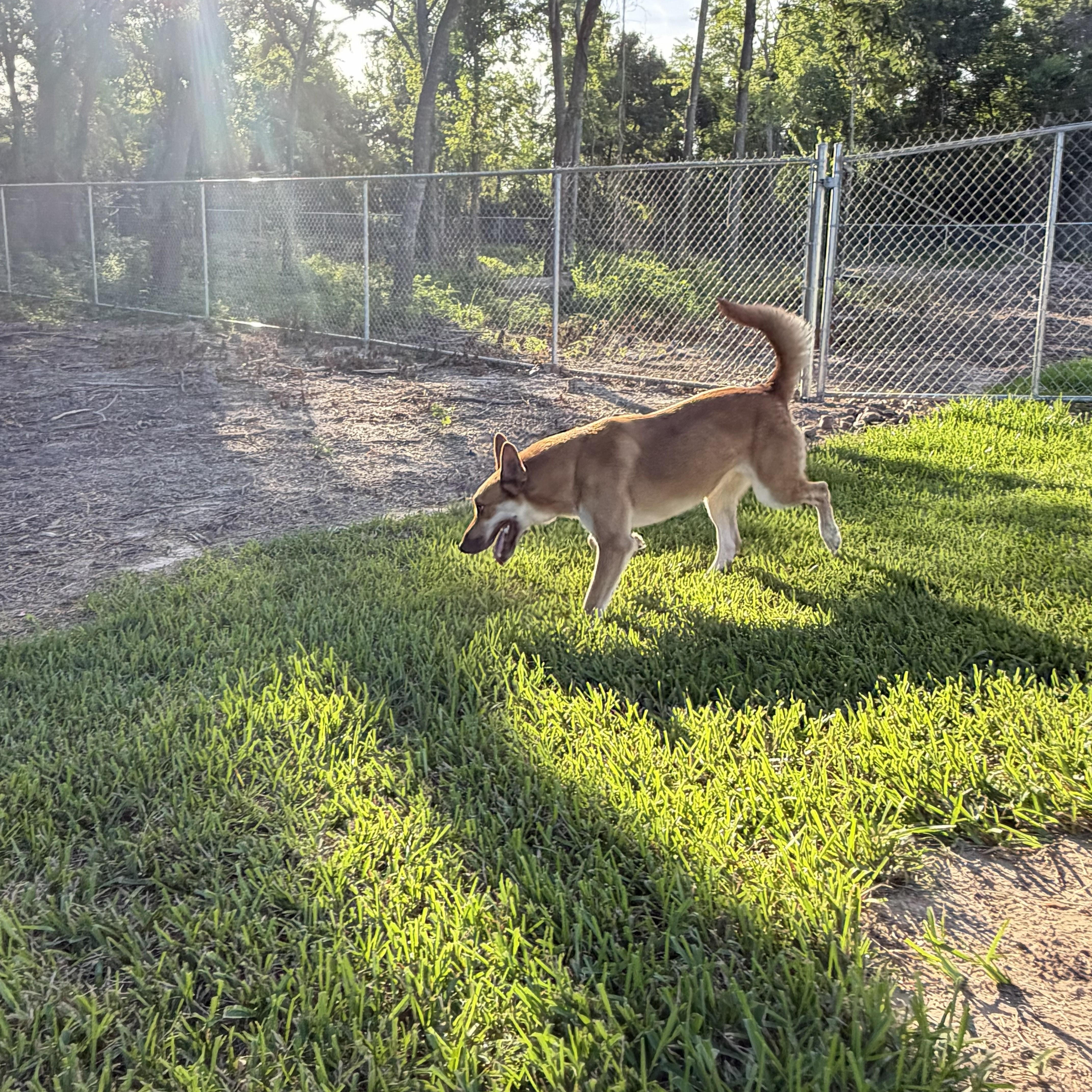 Enlarge Copper, a Adoptable mixed breed in Albany, NY image 6/6