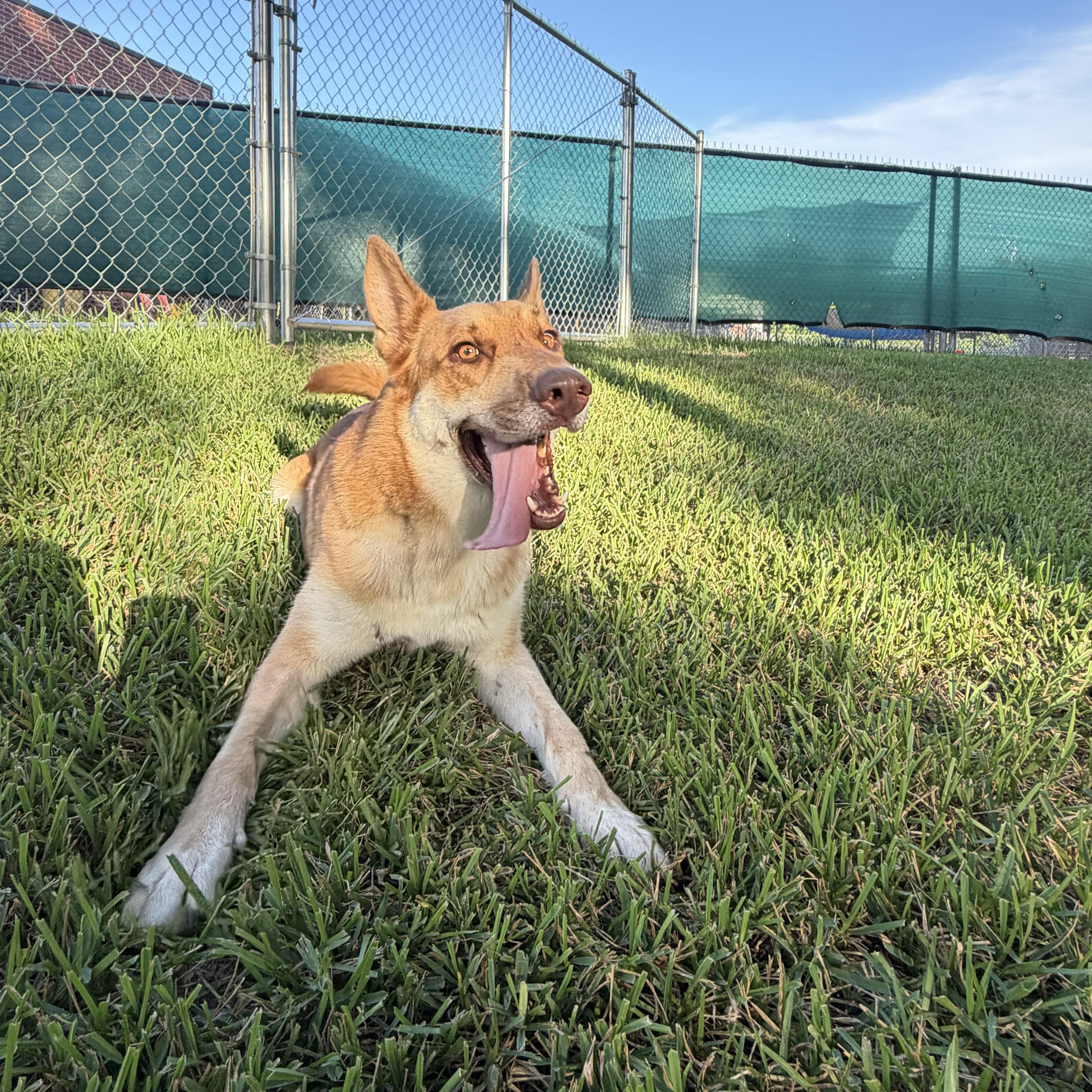 Copper, Adoptable, Adult Male Carolina Dog & Shepherd.