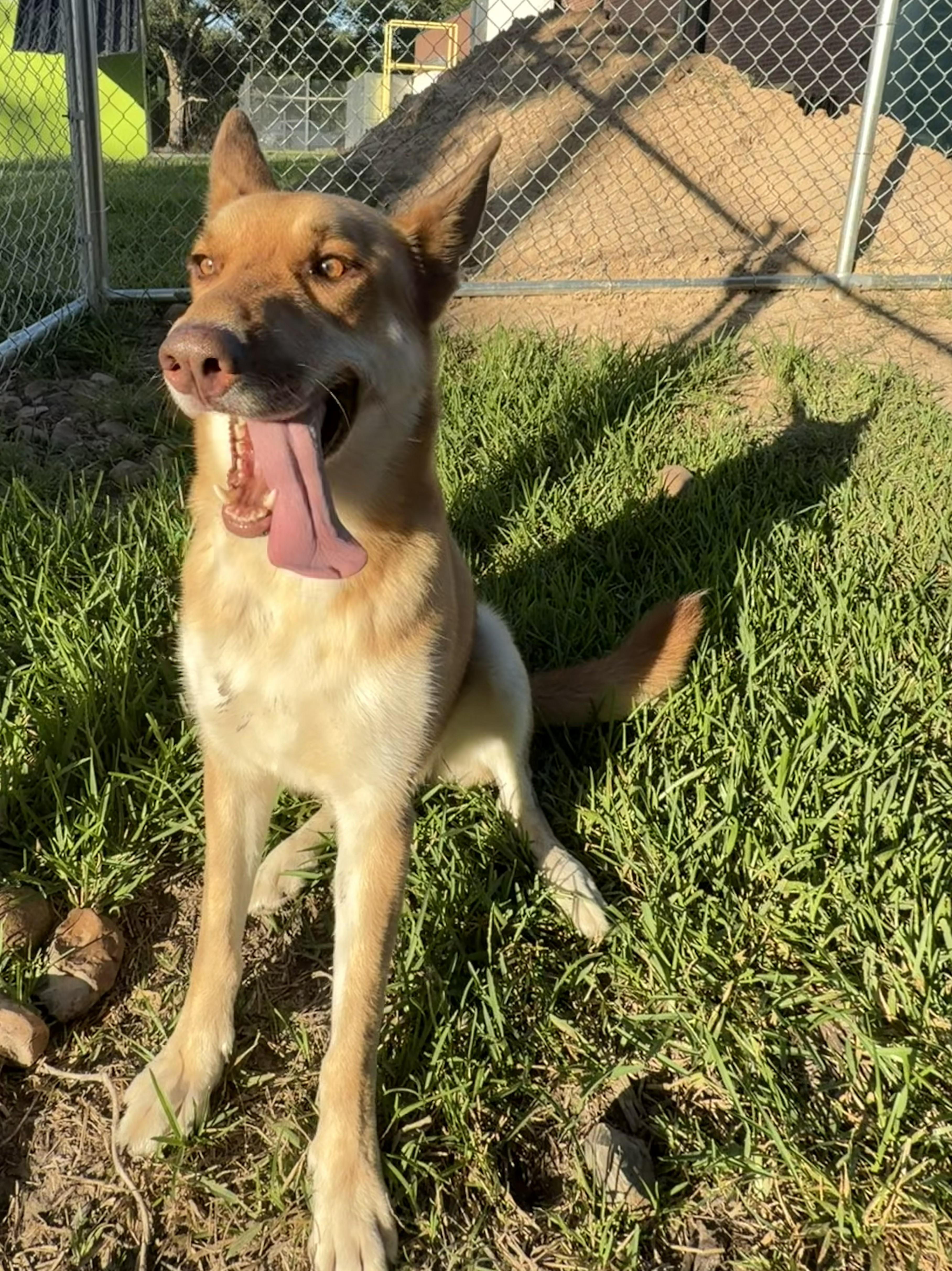Enlarge Copper, a Adoptable mixed breed in Albany, NY image 2/6