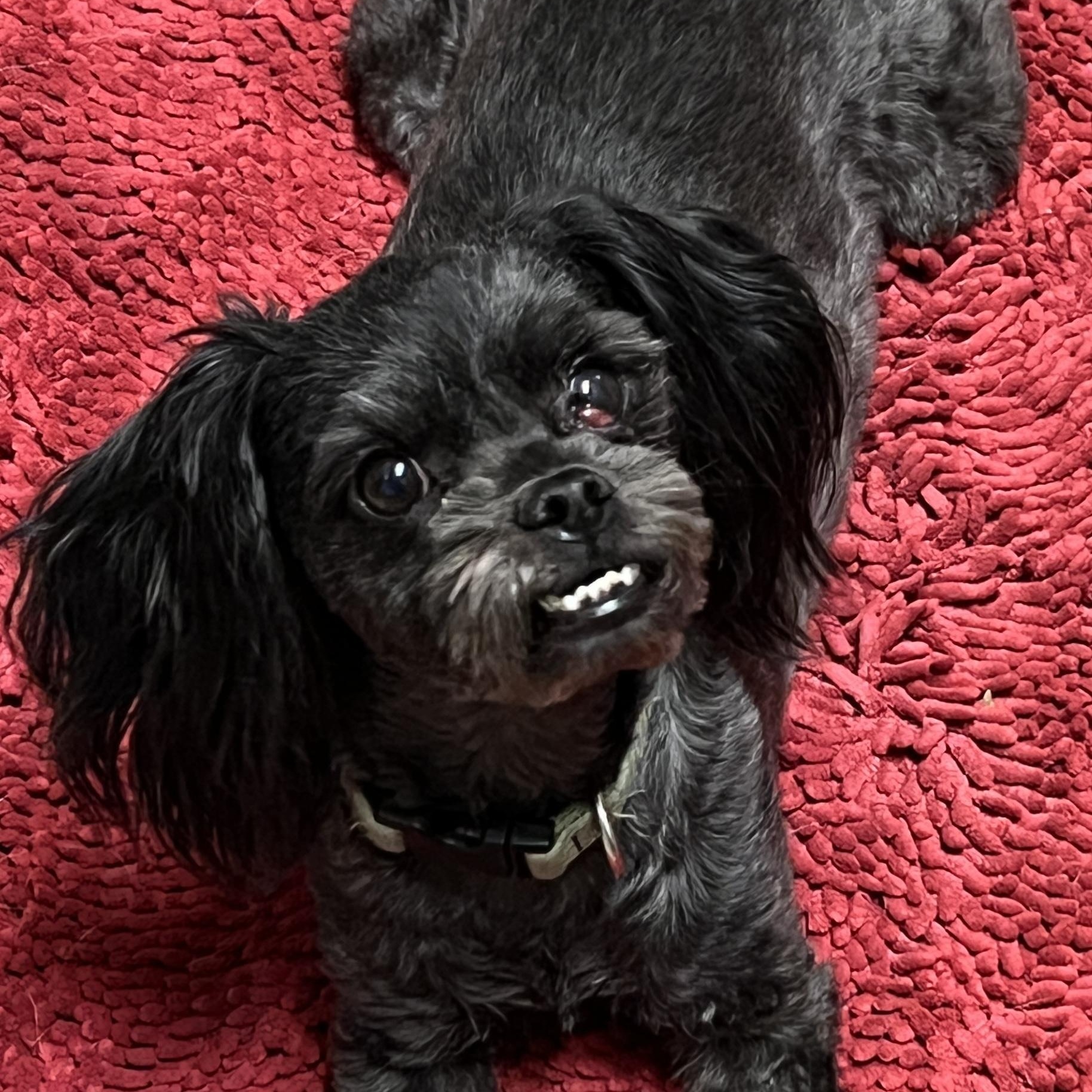 Cody, Adoptable, Adult Male Shih Tzu.