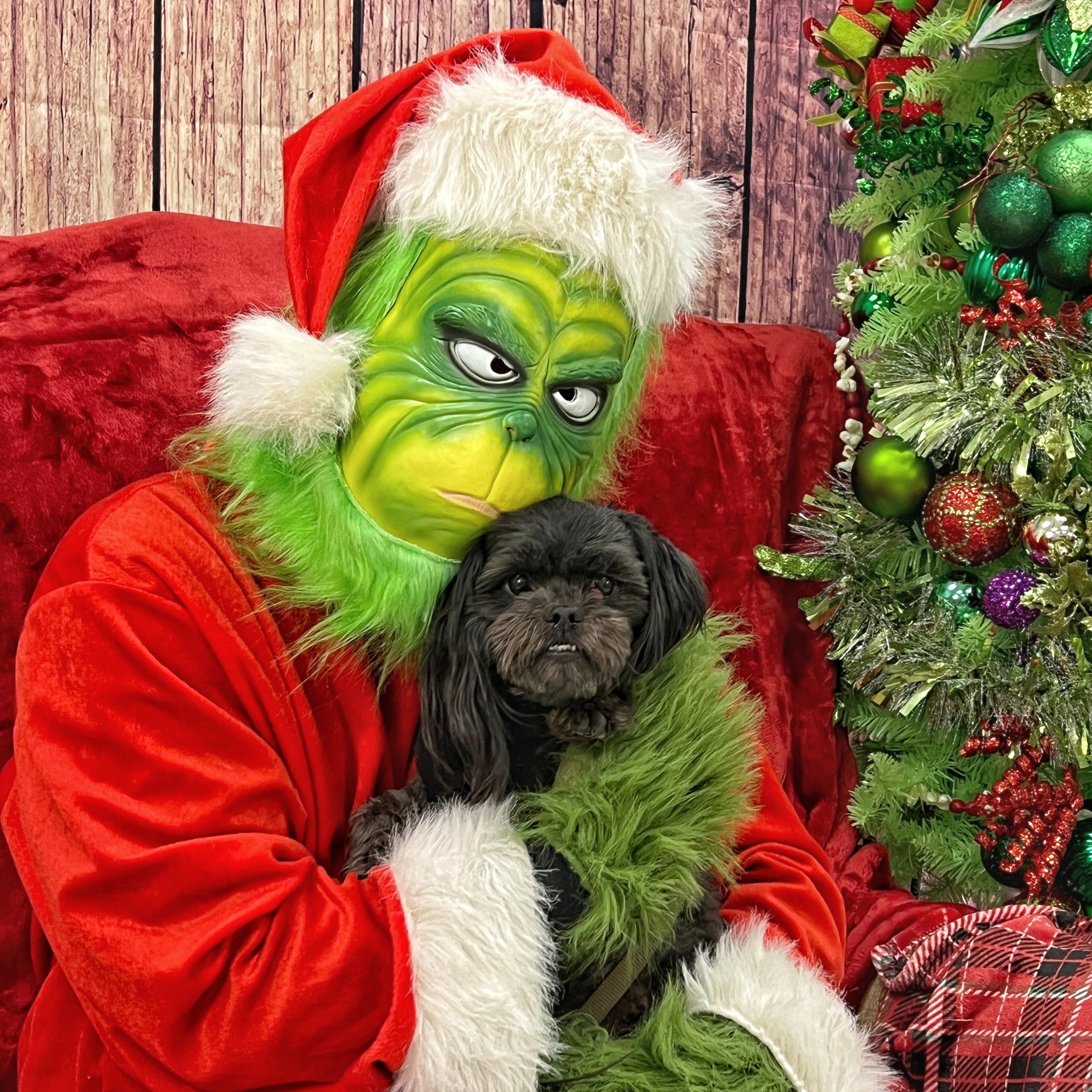 Cody, an adopted Shih Tzu in High Point, NC image 3/6