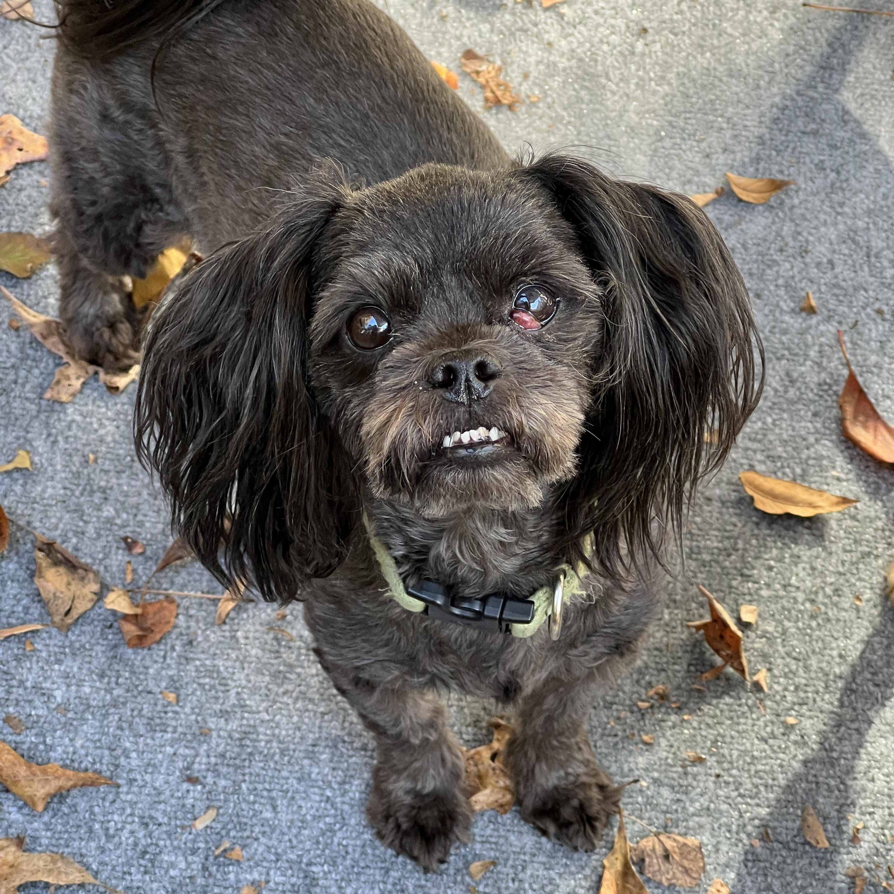 Cody, a Adoptable Shih Tzu in High Point, NC image 3/6