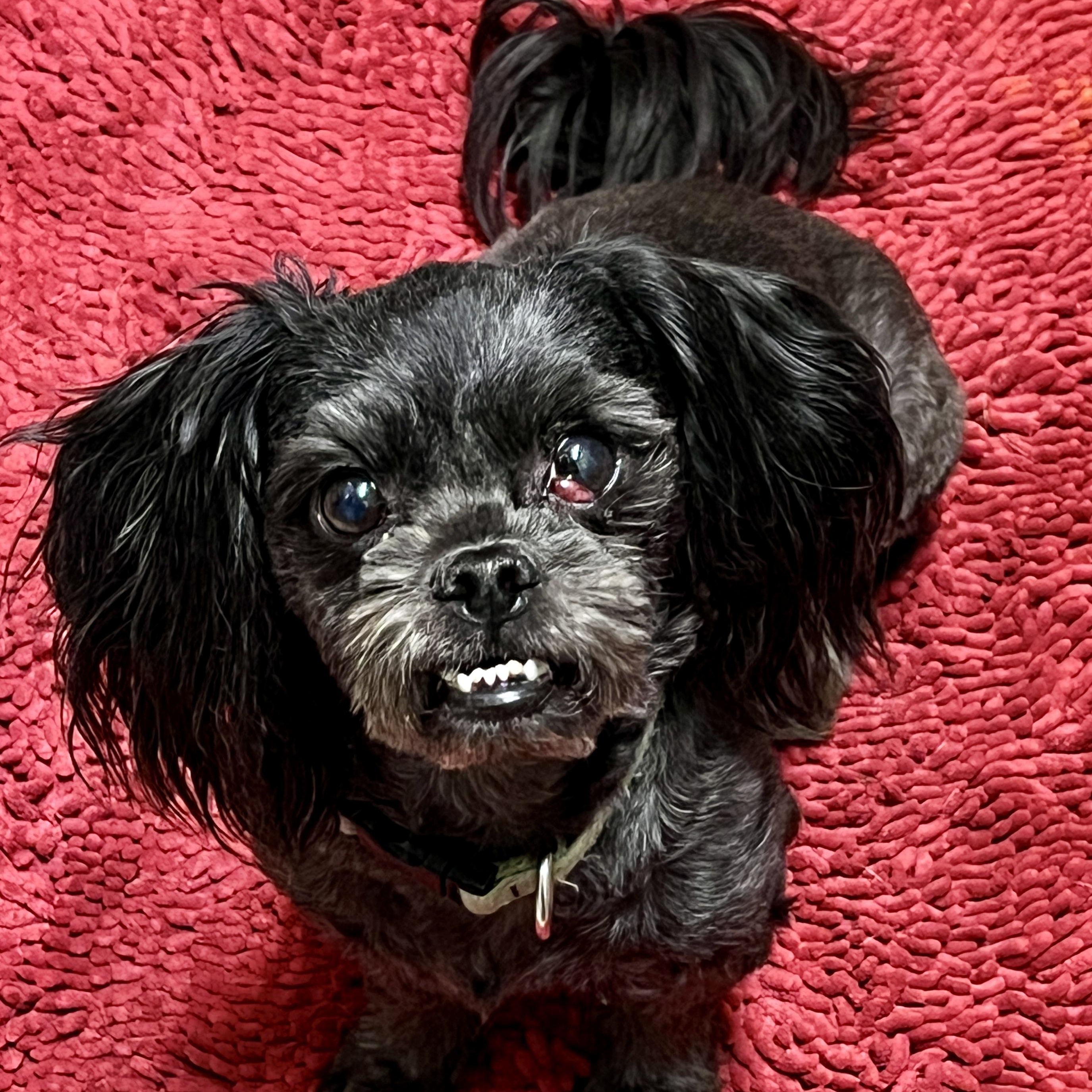 Cody, a Adoptable Shih Tzu in High Point, NC image 4/6