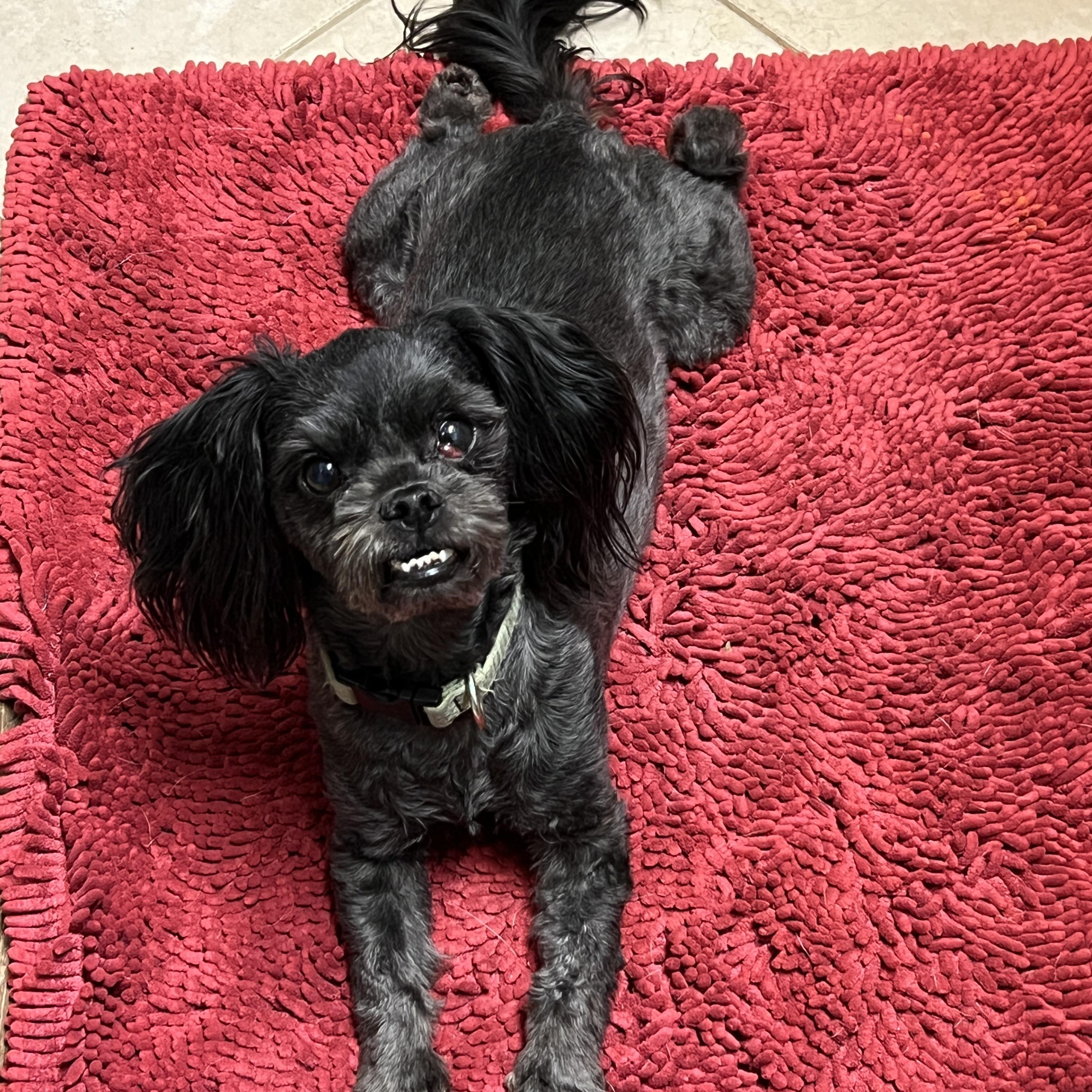 Cody, a Adoptable Shih Tzu in High Point, NC image 5/6