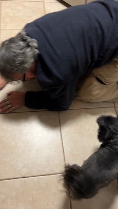 Enlarge Cody, a Adoptable Shih Tzu in High Point, NC video 6/6