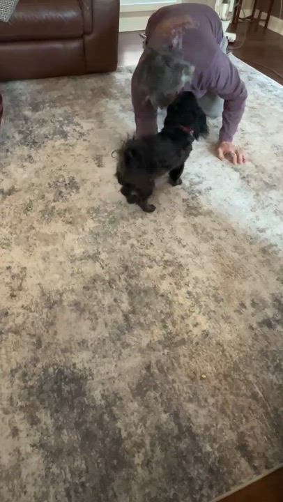 Enlarge Cody, an adopted Shih Tzu in High Point, NC video 6/6