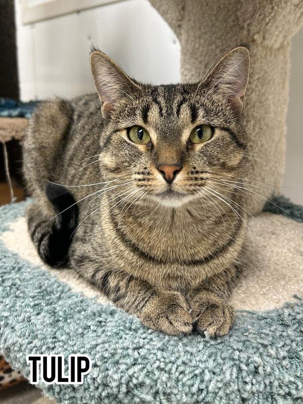Enlarge Tulip, a Adoptable Domestic Short Hair in Dauphin, MB image 1/1