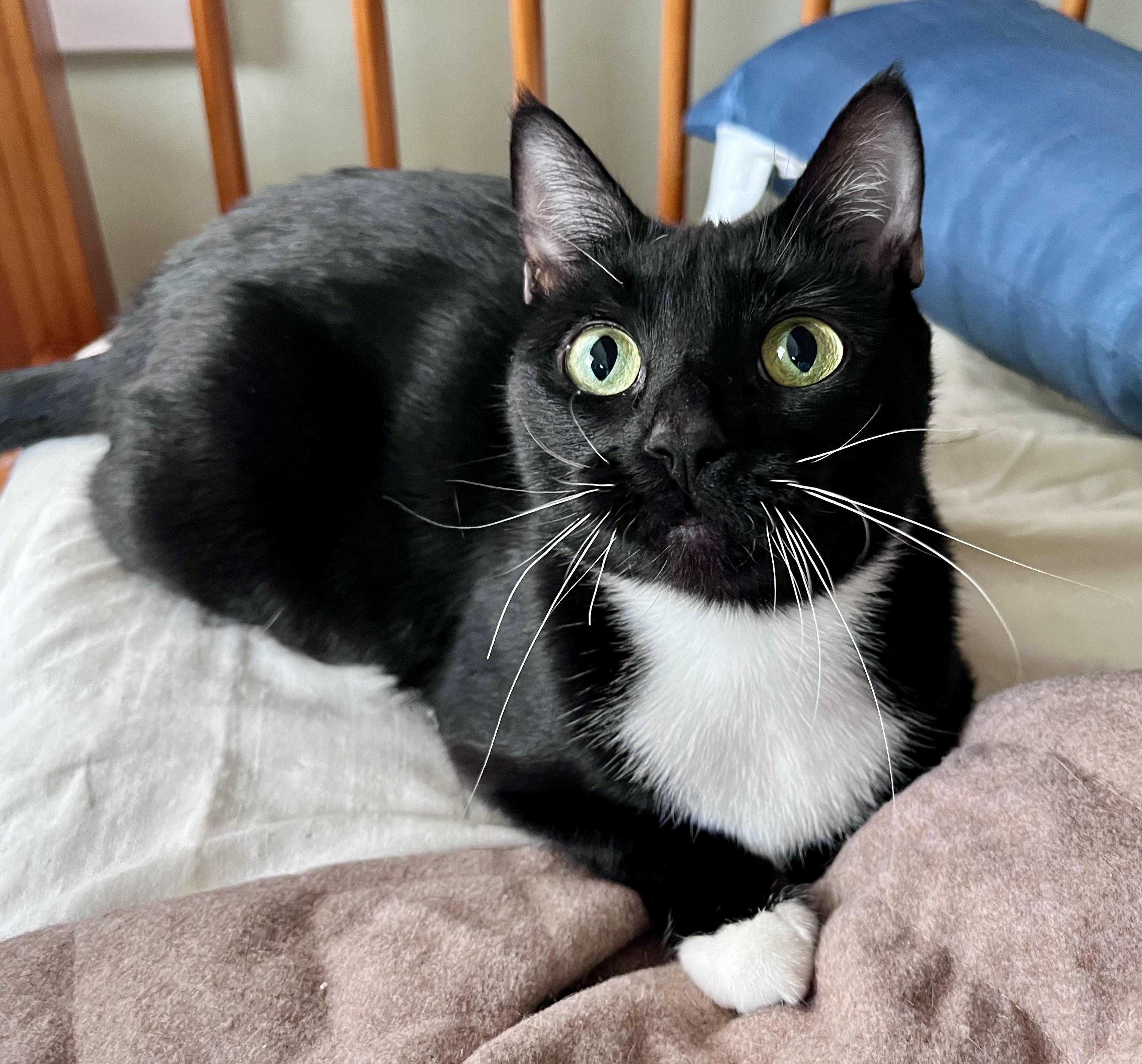 Mona Lisa, ADOPTABLE, Young Female Domestic Short Hair.