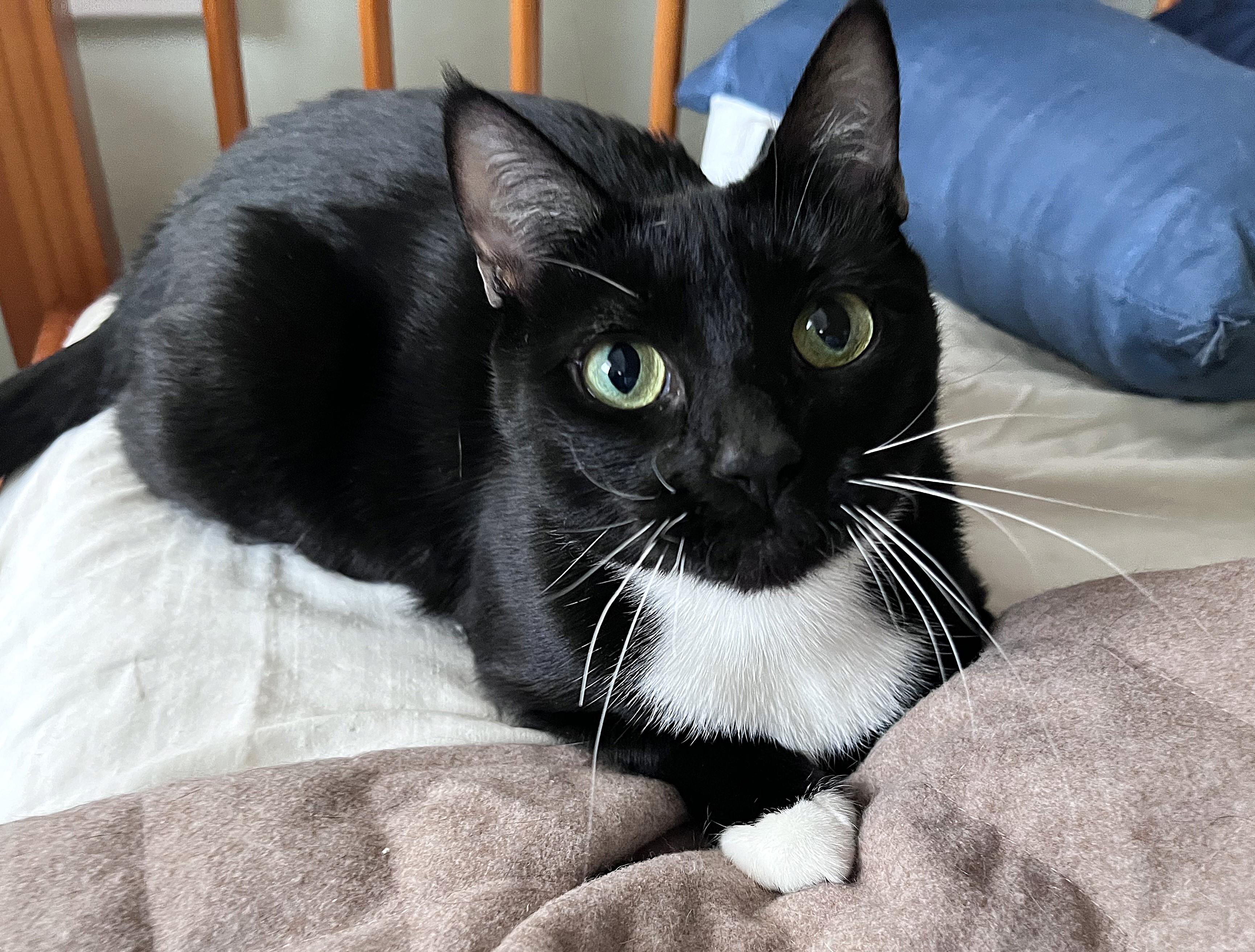 Enlarge Mona Lisa, a ADOPTABLE mixed breed in Rocky Hill, CT image 3/6